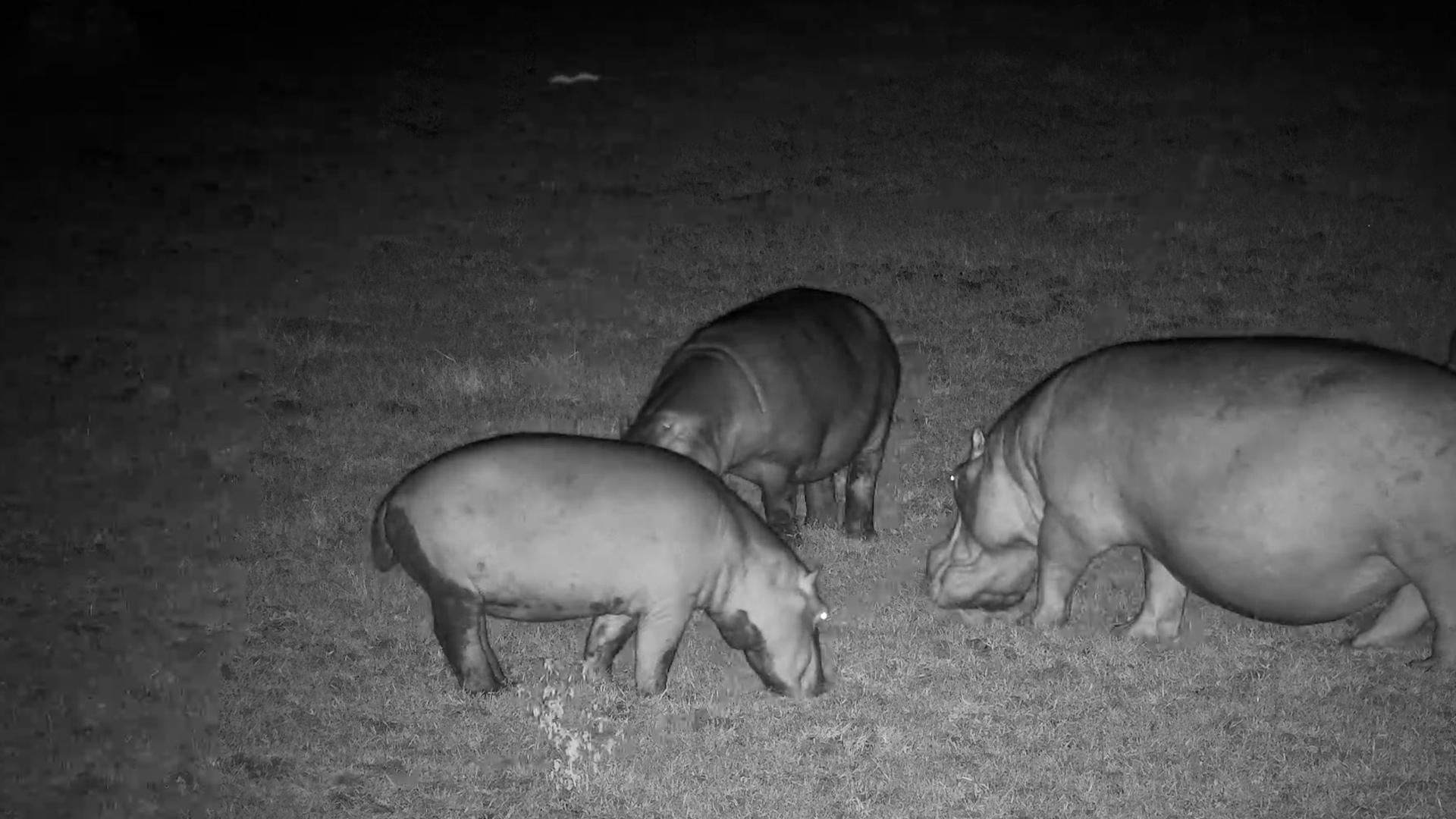 When Hippos Hit the Grass