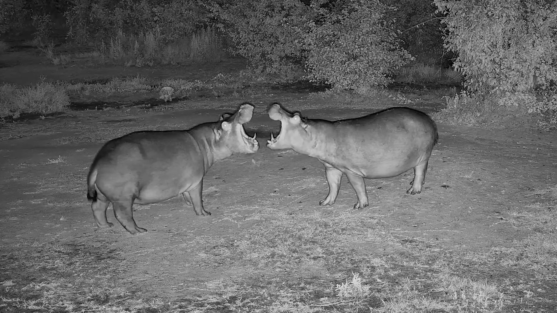 Hippos Go Head to Head