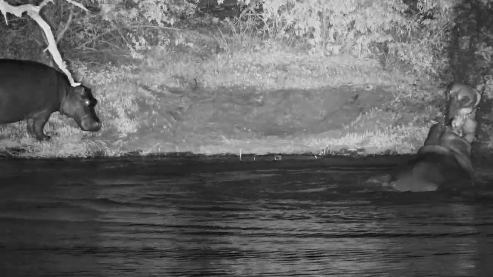 Three Hippos Hang Out at Jabulani