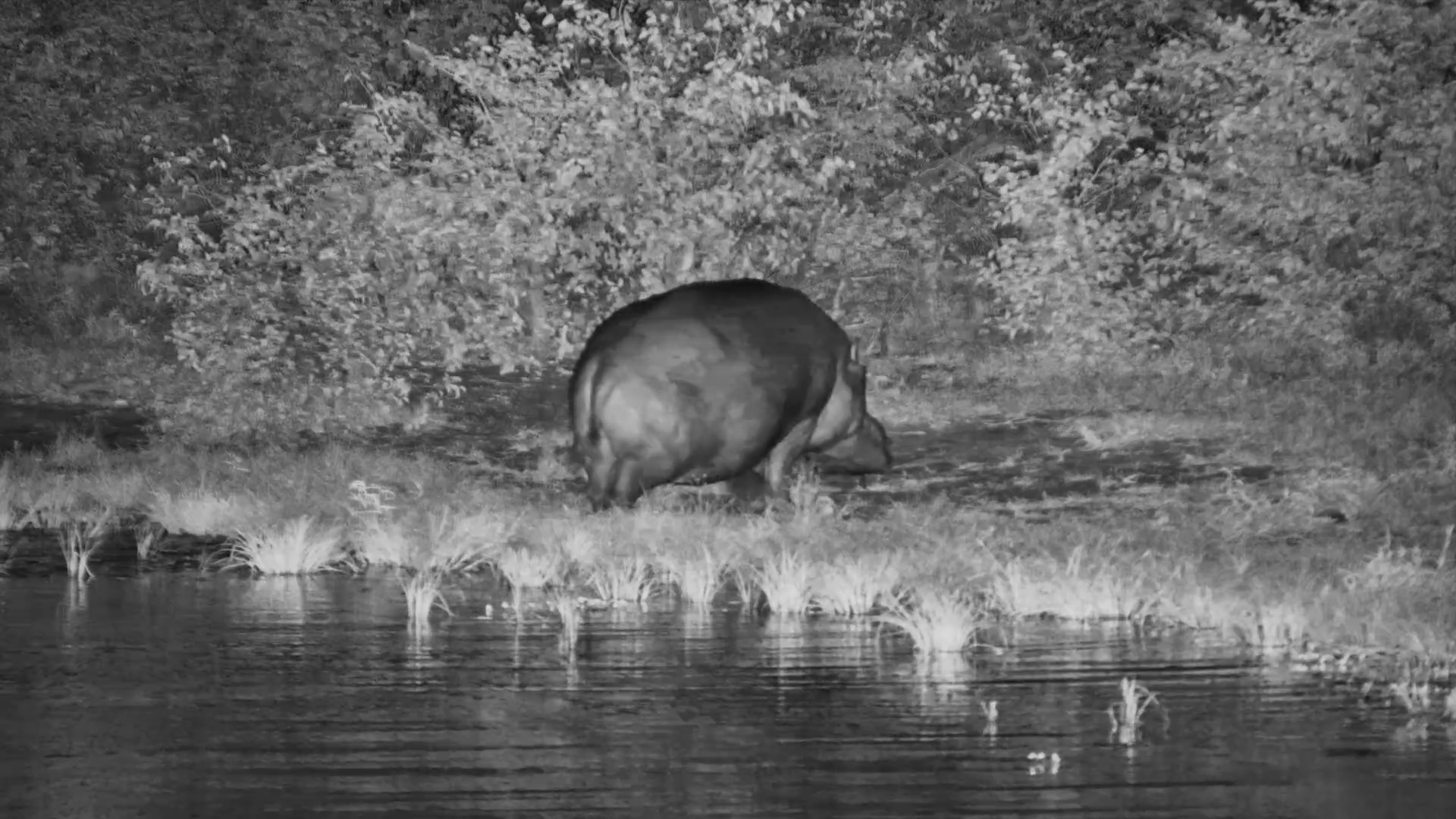 Lone Hippo Bull at Twin Pan