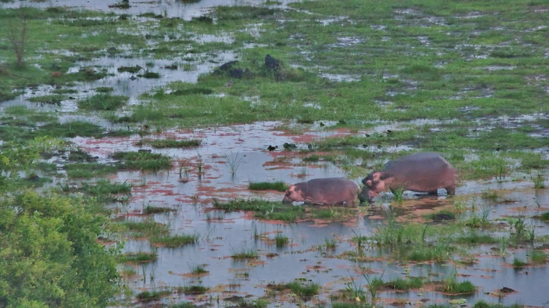 Hippos Enjoy the Rain at Finch Hattons