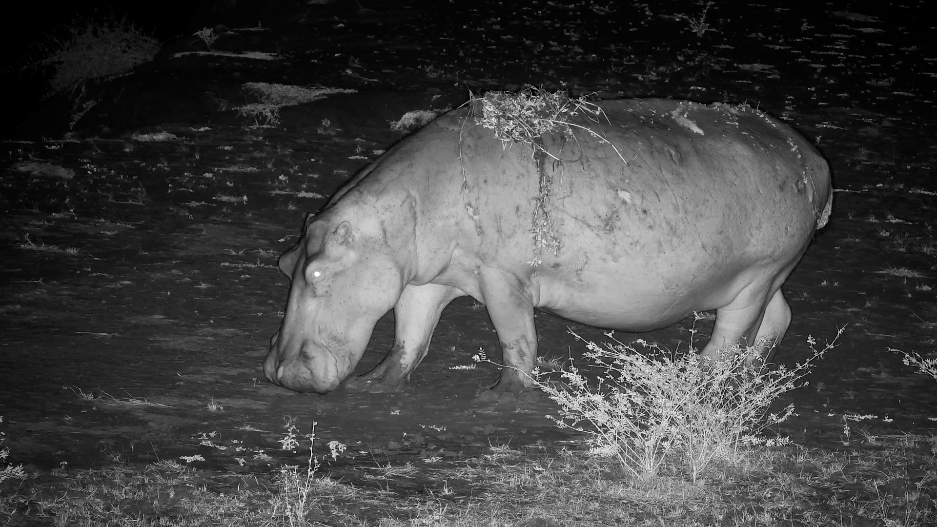 When Two Hippos Share the Same Space