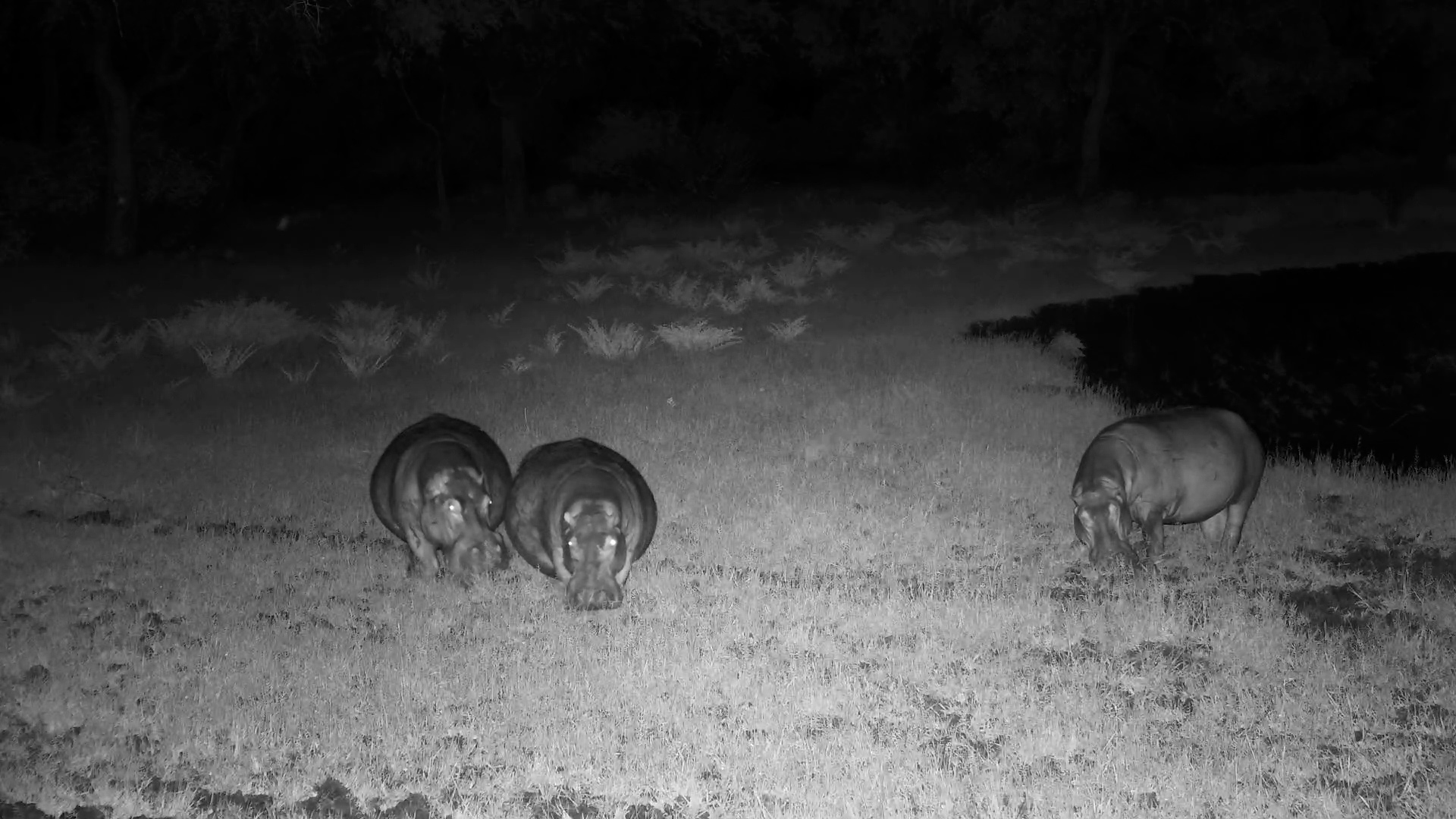 Hippos on the Move After Dark