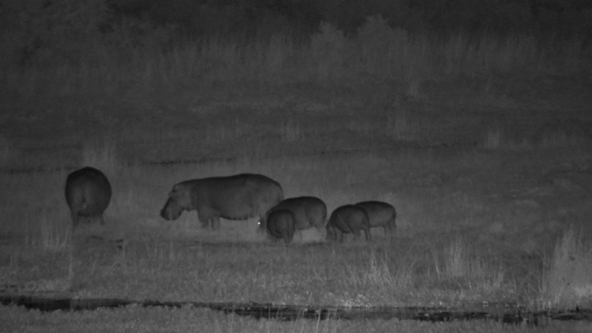 Night Graze: Hippo with Youngsters