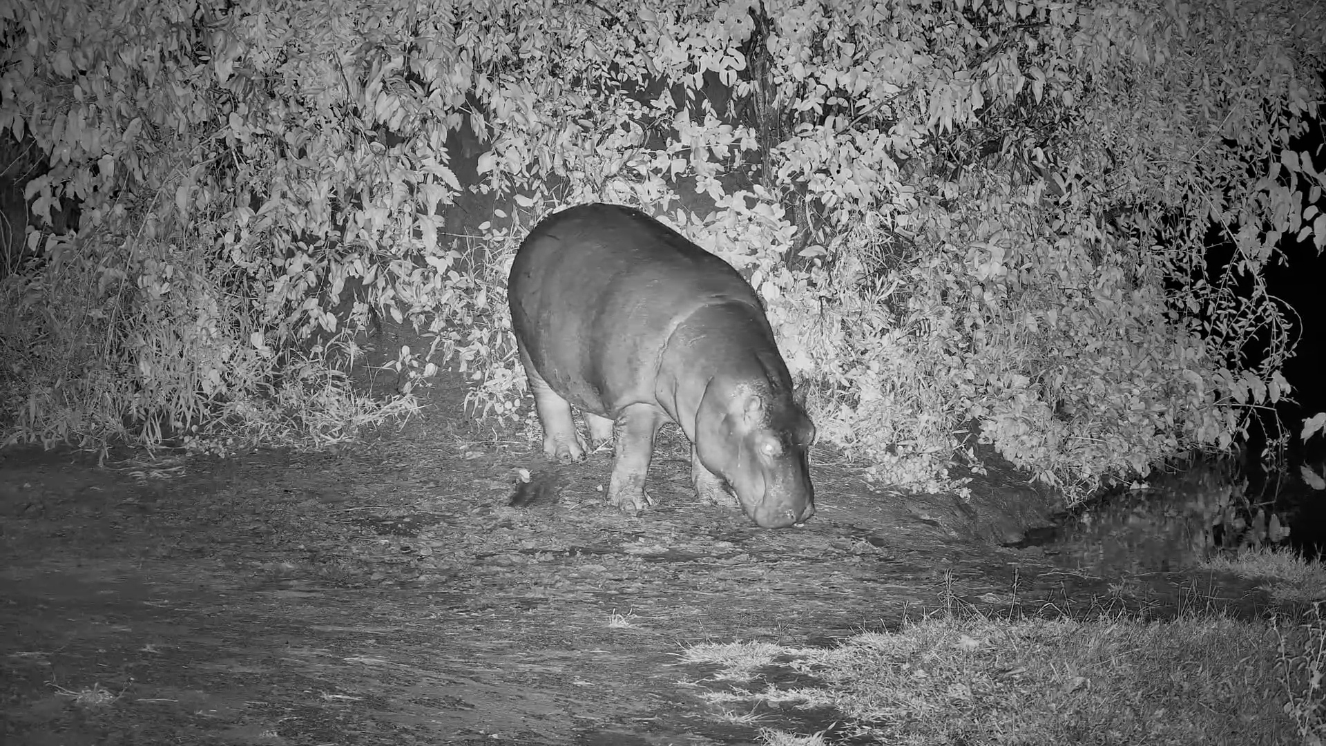 Hippo Slowly Returns to the Water