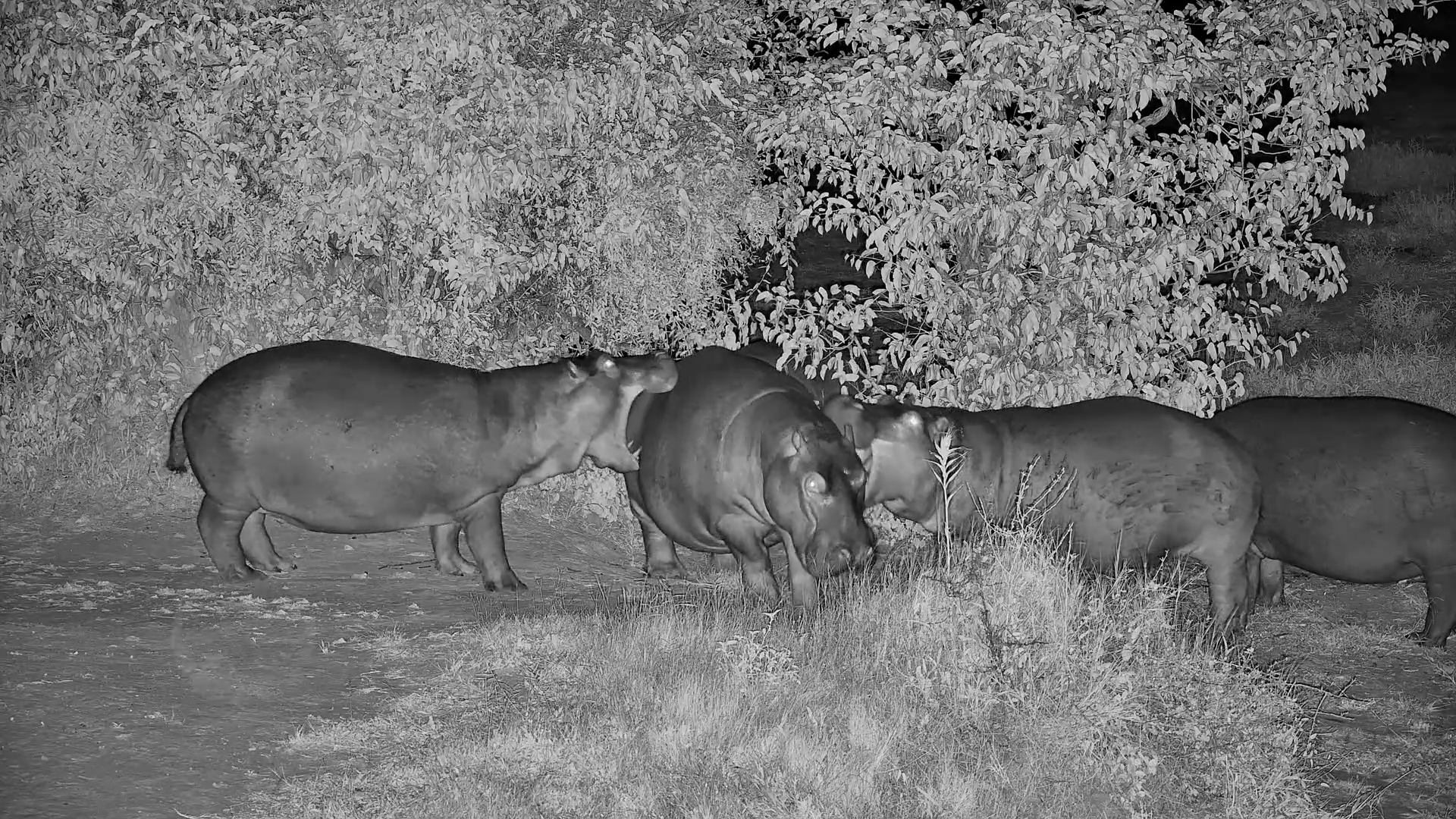 Hippos Gone Rogue After Dark