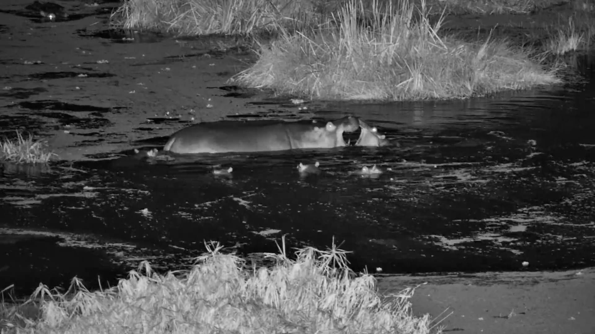 Young Hippos Play in the Water at Night
