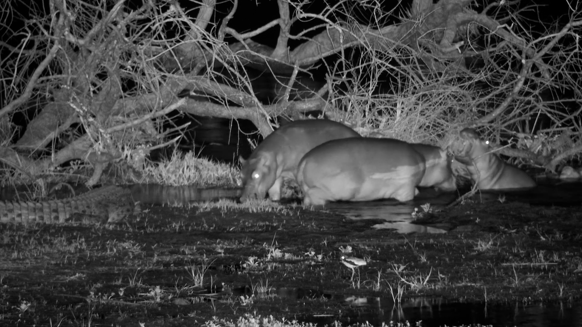 Hippos Play & Feed Around a Crocodile!