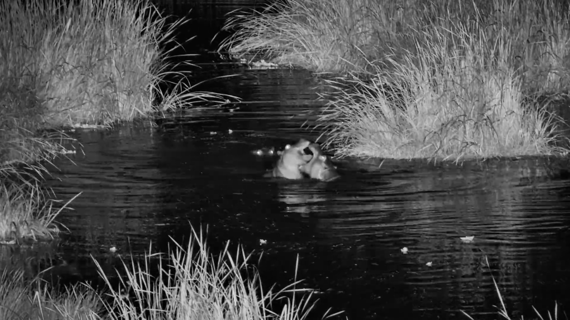 The Waterhole Comes Alive After Dark