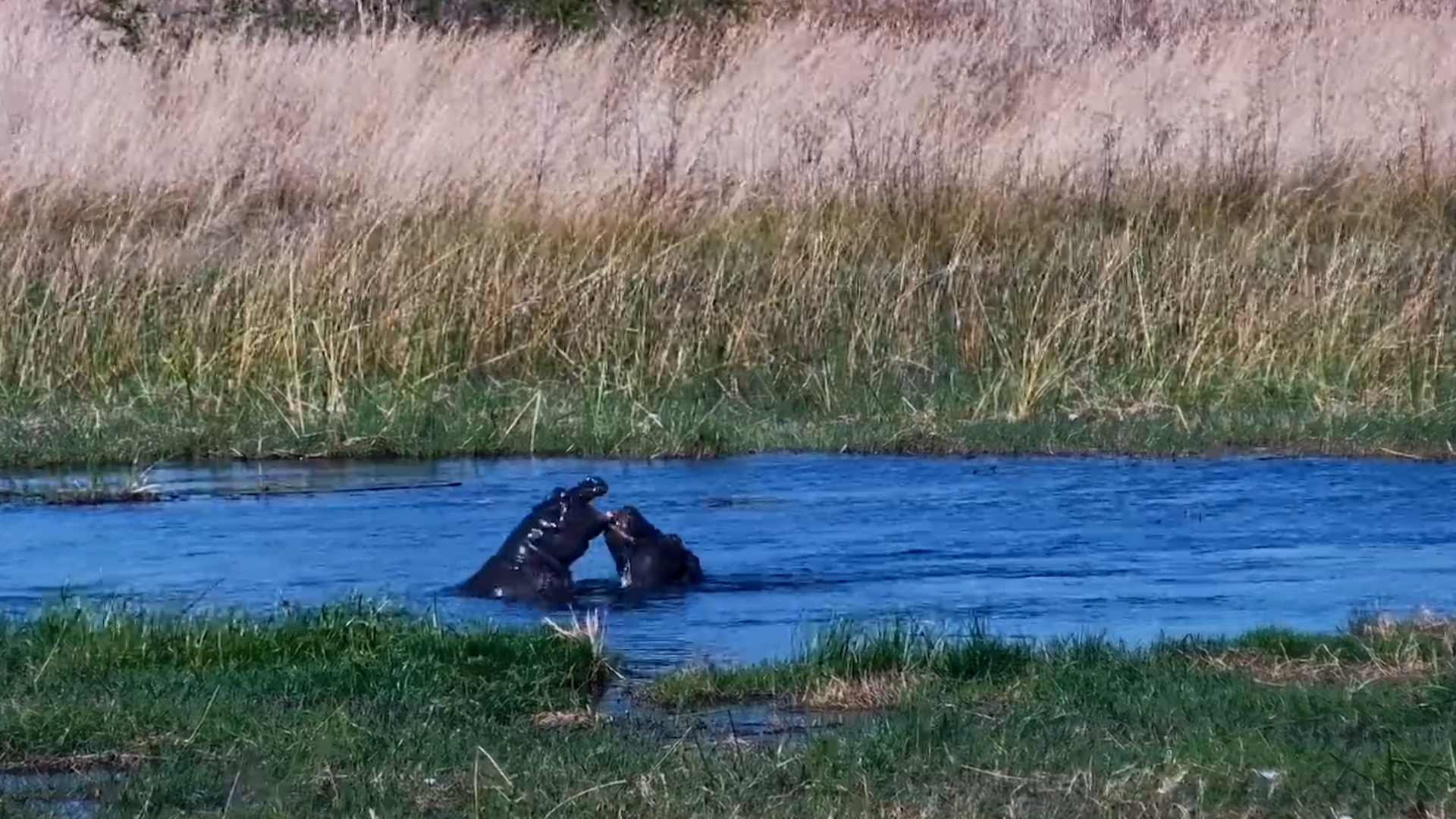 Hippos Turn Selinda Into Their Private Splash Pool