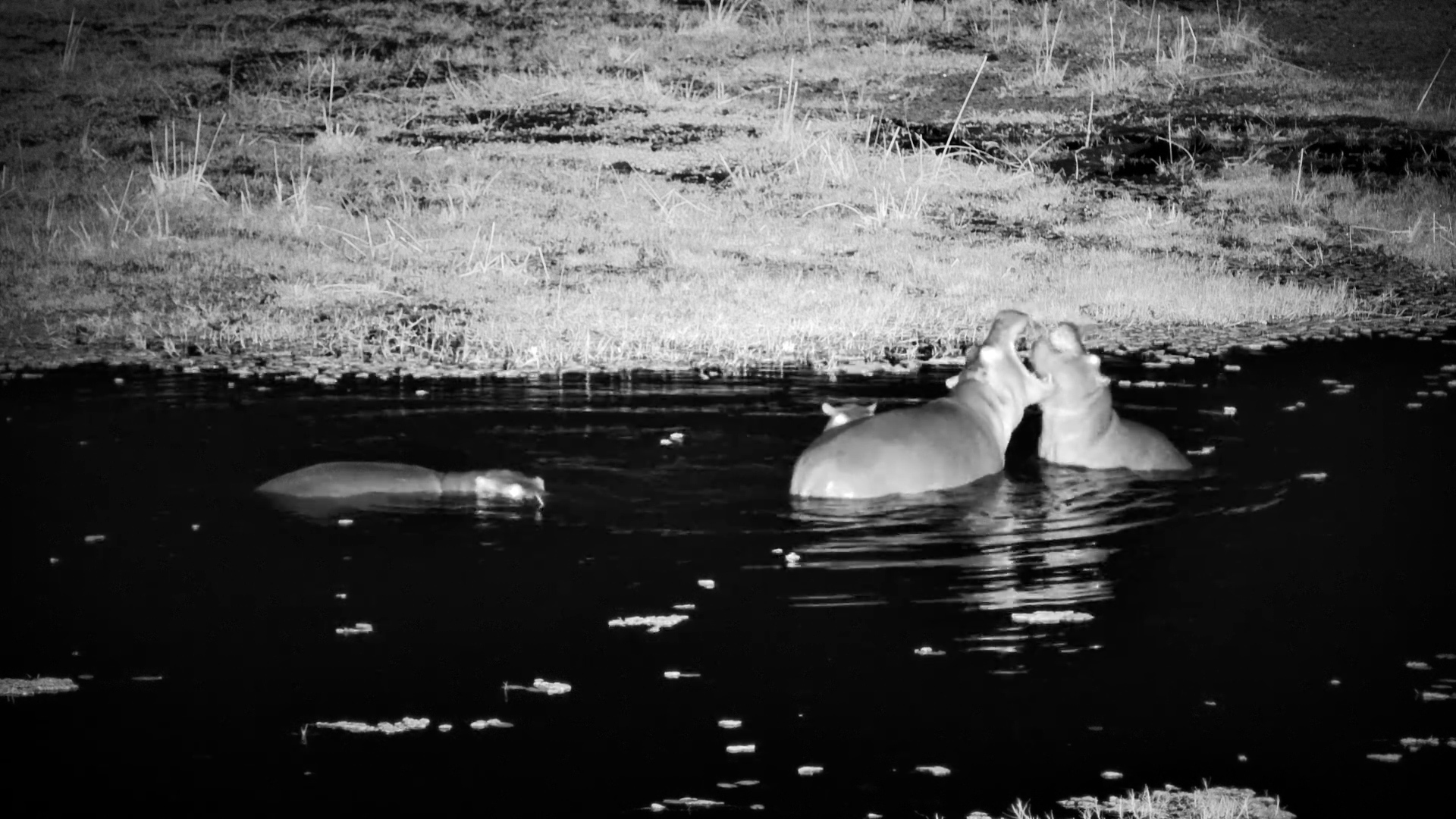 Hippo Calves Splash and Play at Oxbow