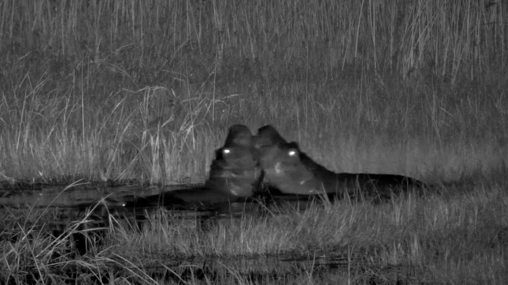 Hippos Having a Blast in the Water