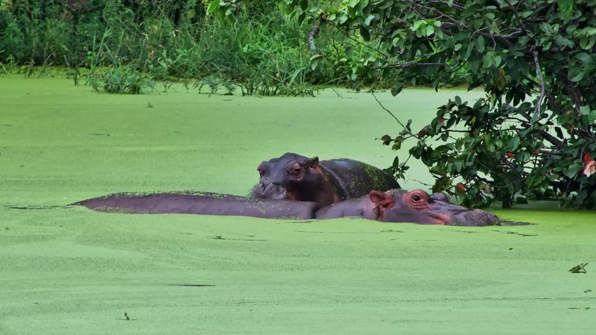 Hippos Splash & Play in Emerald Green Water