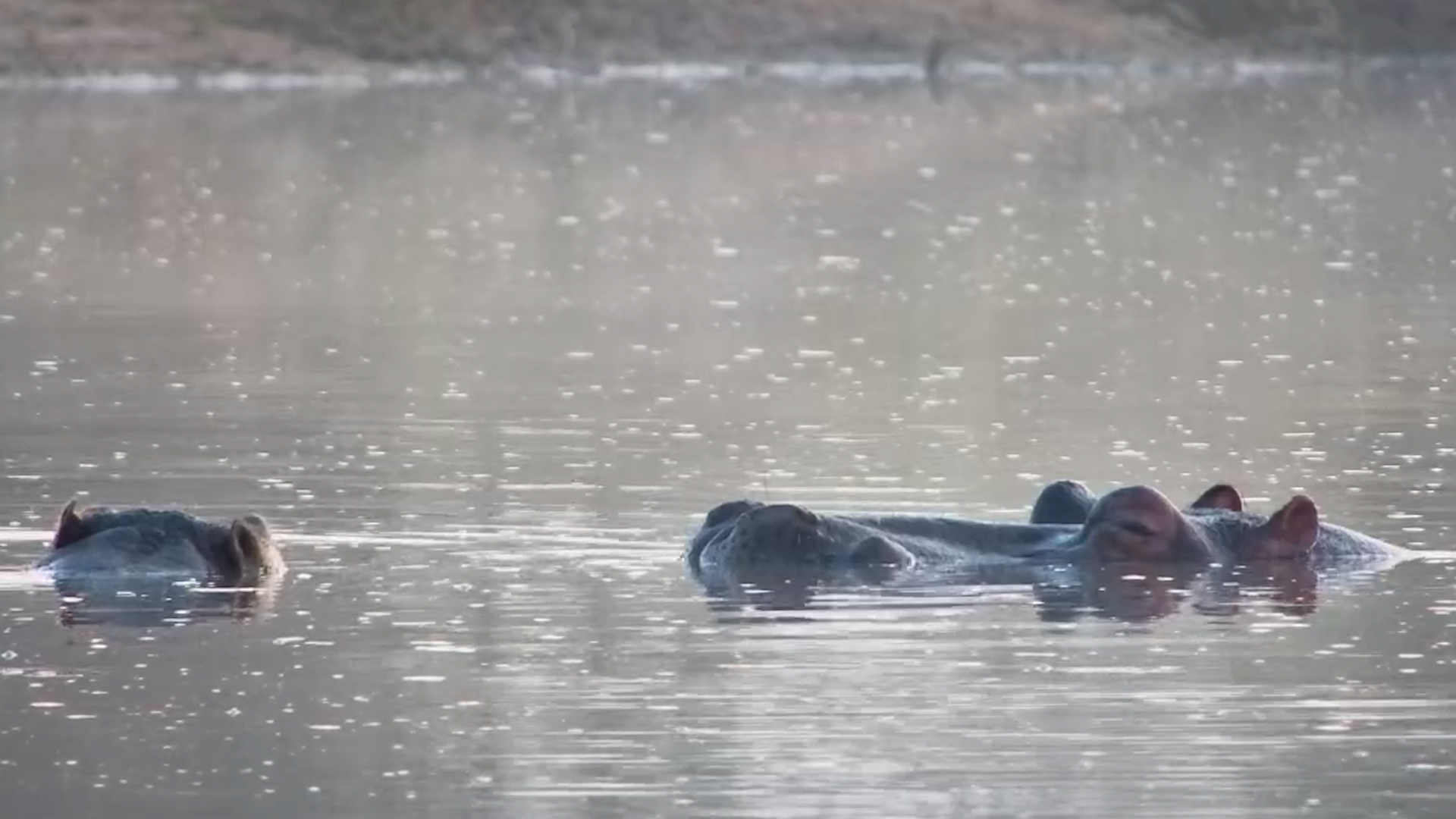 Morning Calm on the Water With the Hippos