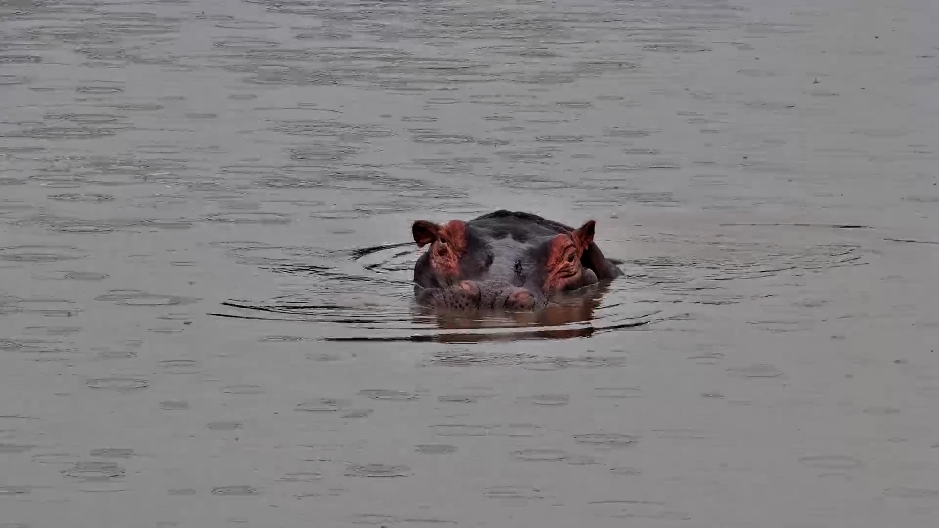 Hippos Living Their Best Life in the Rain