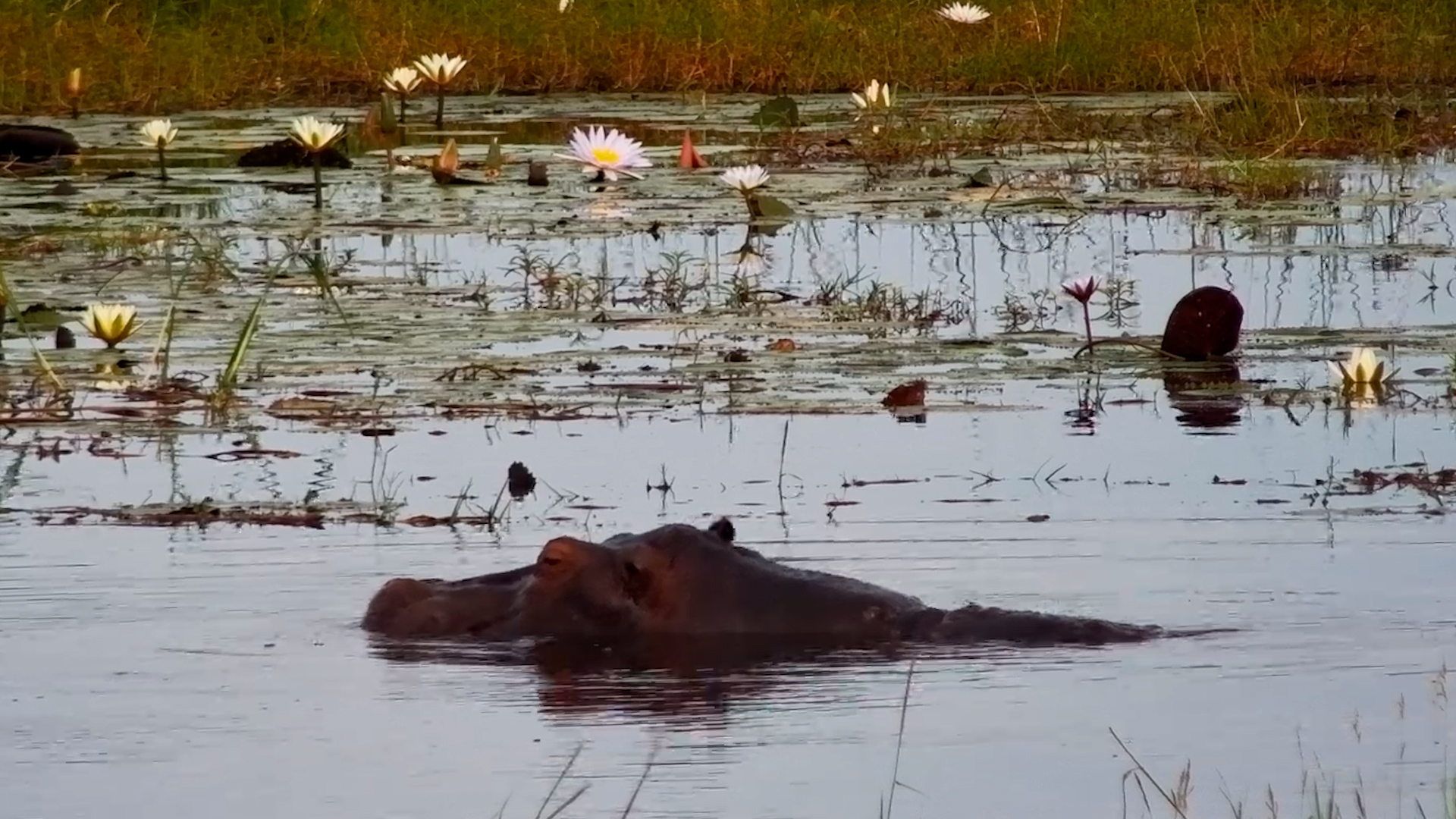A Hippos Relaxing Spa Day