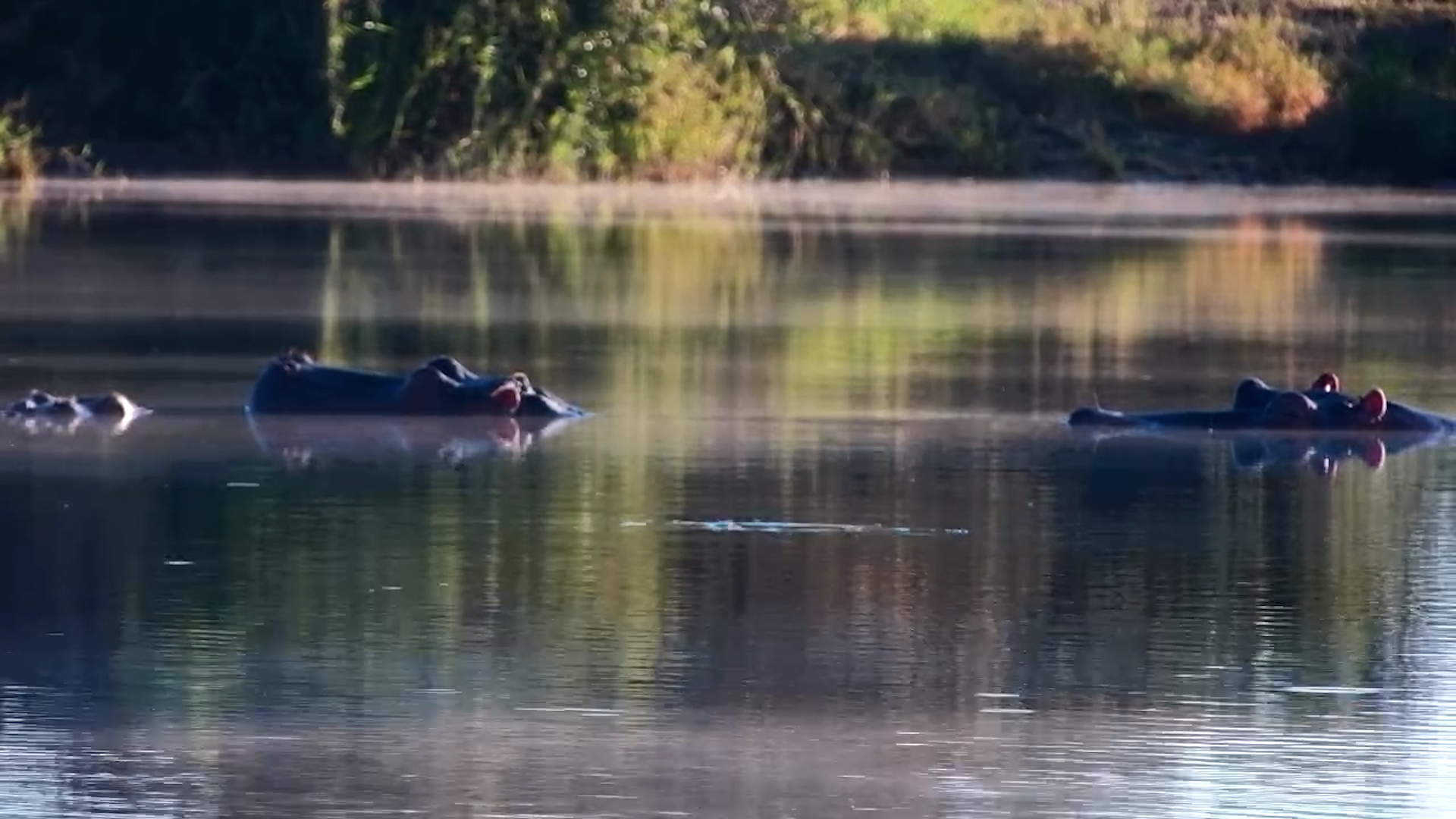 Hippos in a Misty Waterhole Moment