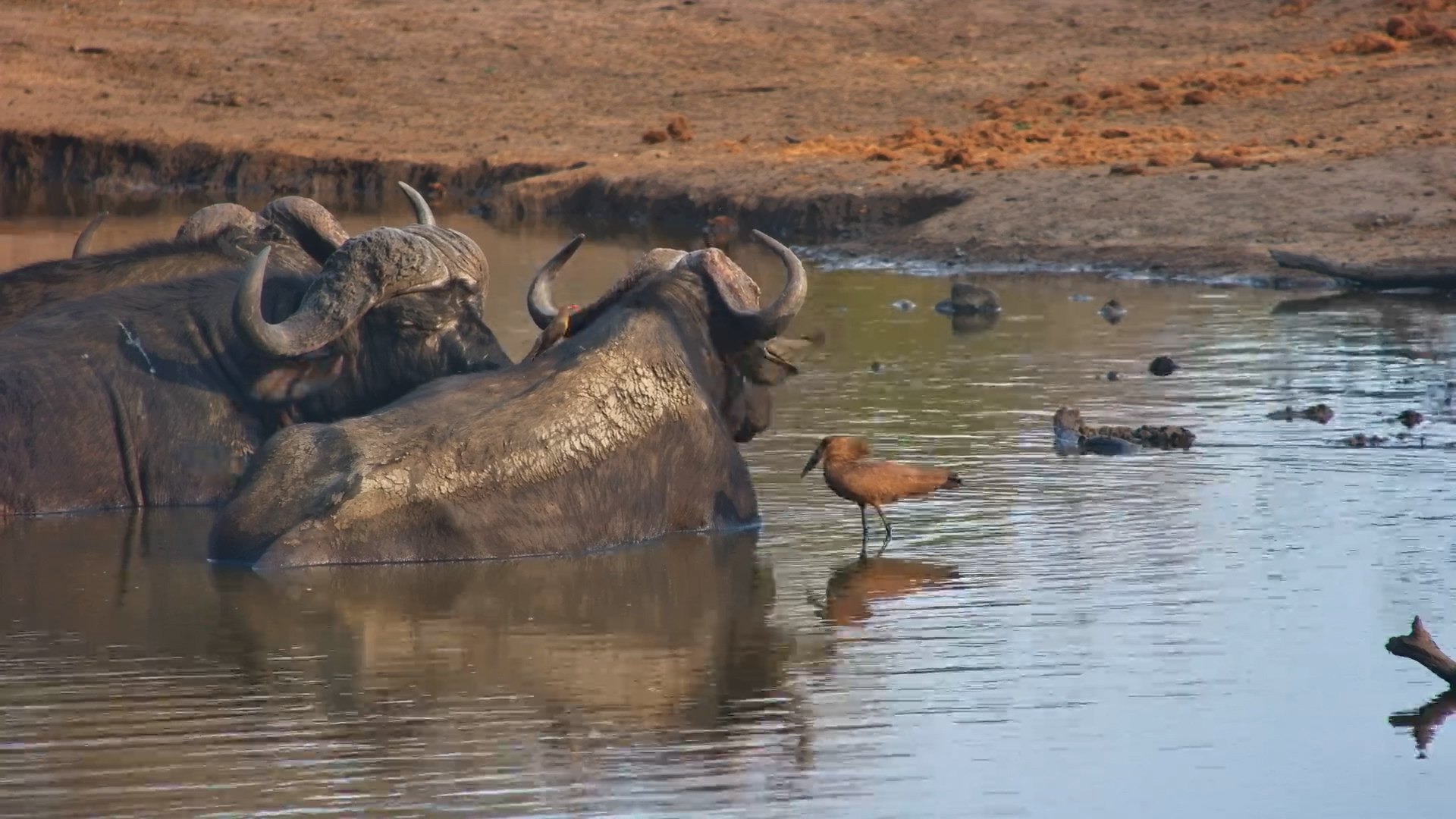 Buffalo and Hippo Share the Water at Serondella