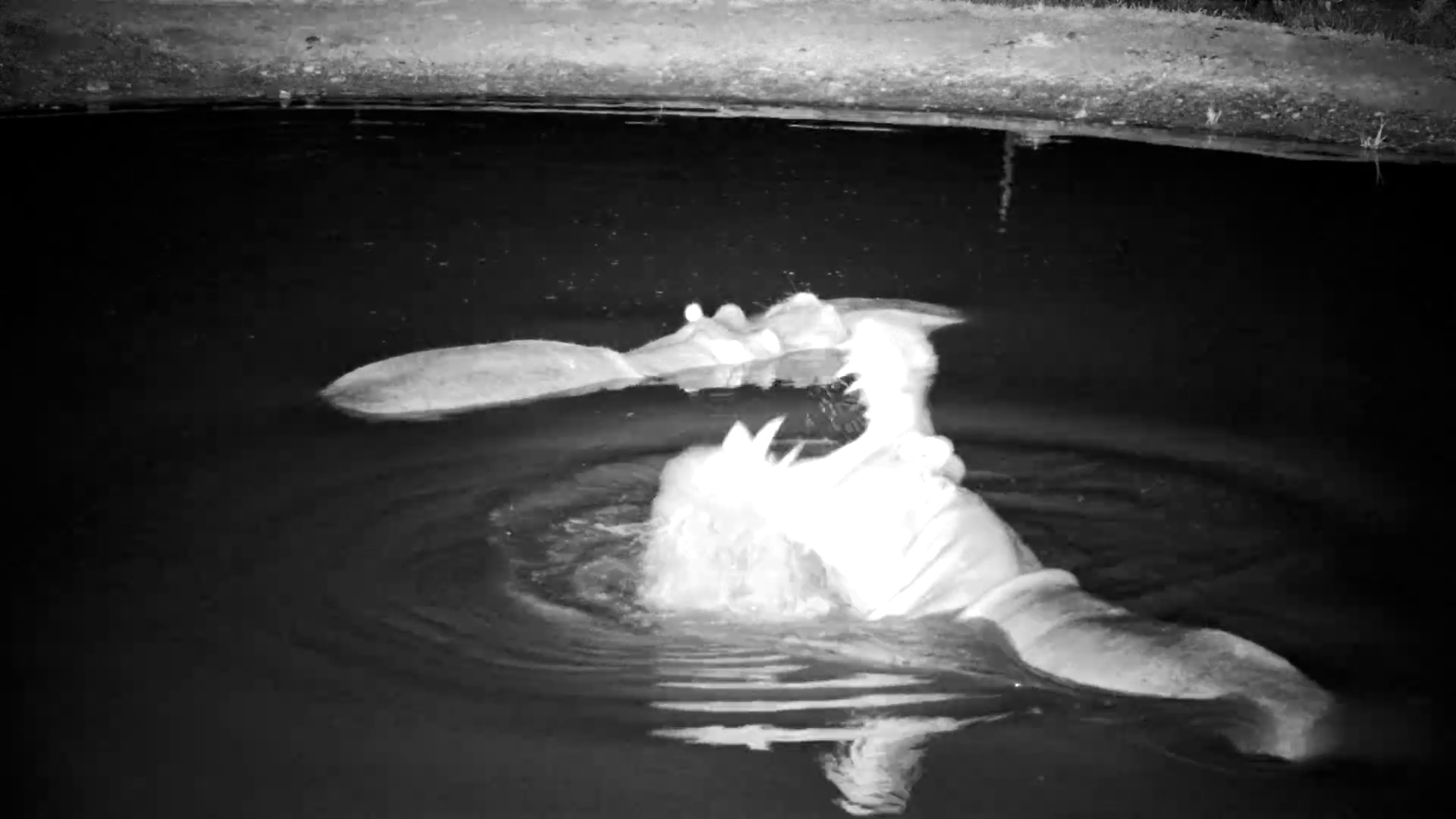 Night-Time Hippo Soak at Roasie’s Pan