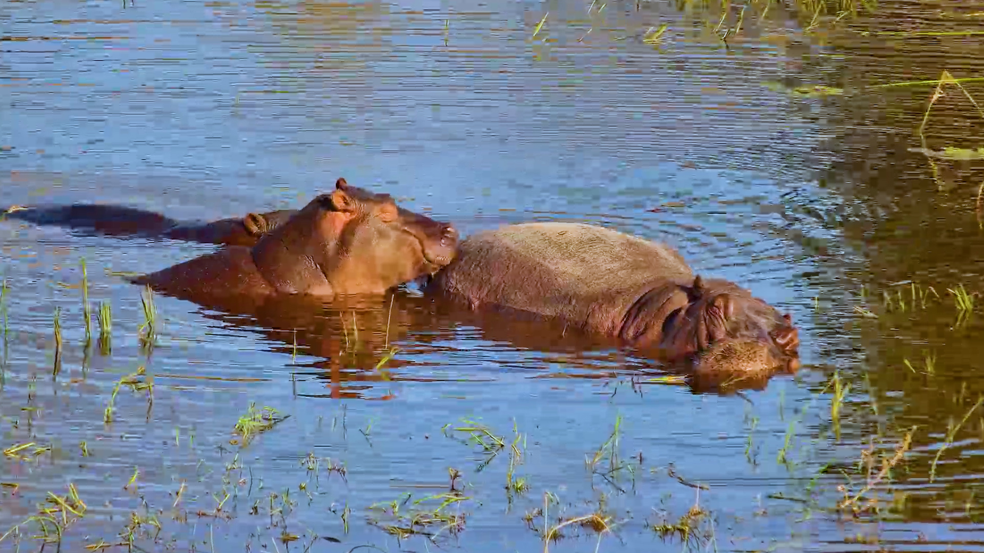 Hippo's Way of Saying 
