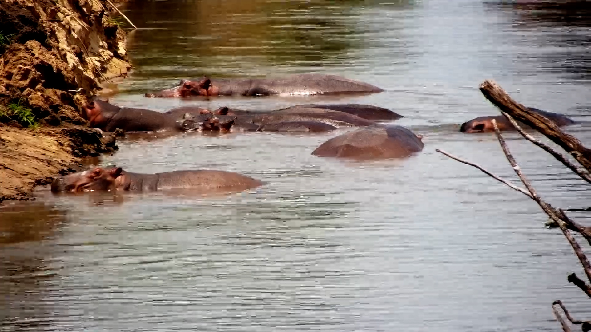 Hippos at Rest in the Zambezi River at Tembo Plains