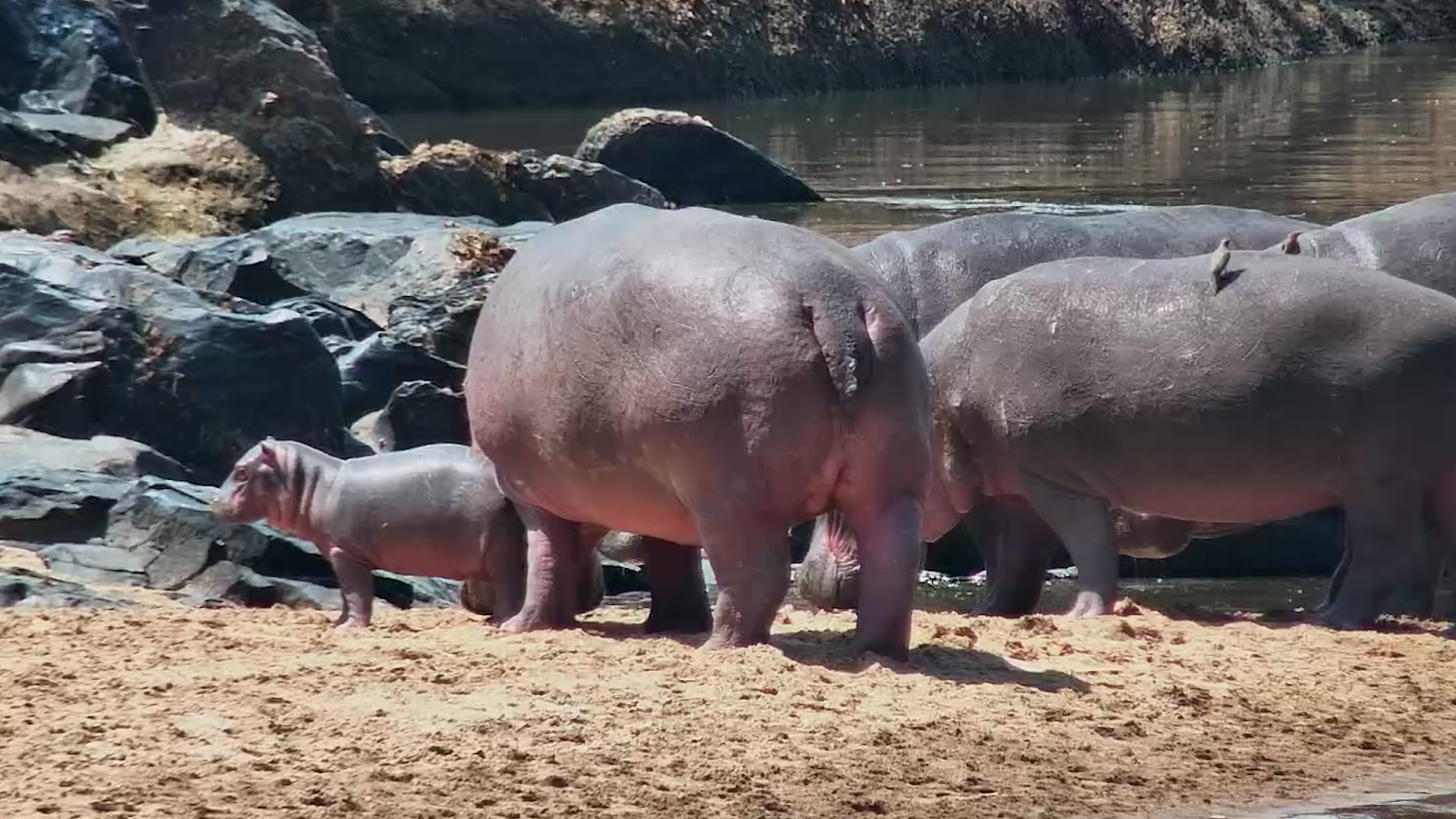 Mother Hippo Brings Her Young One to the Pod