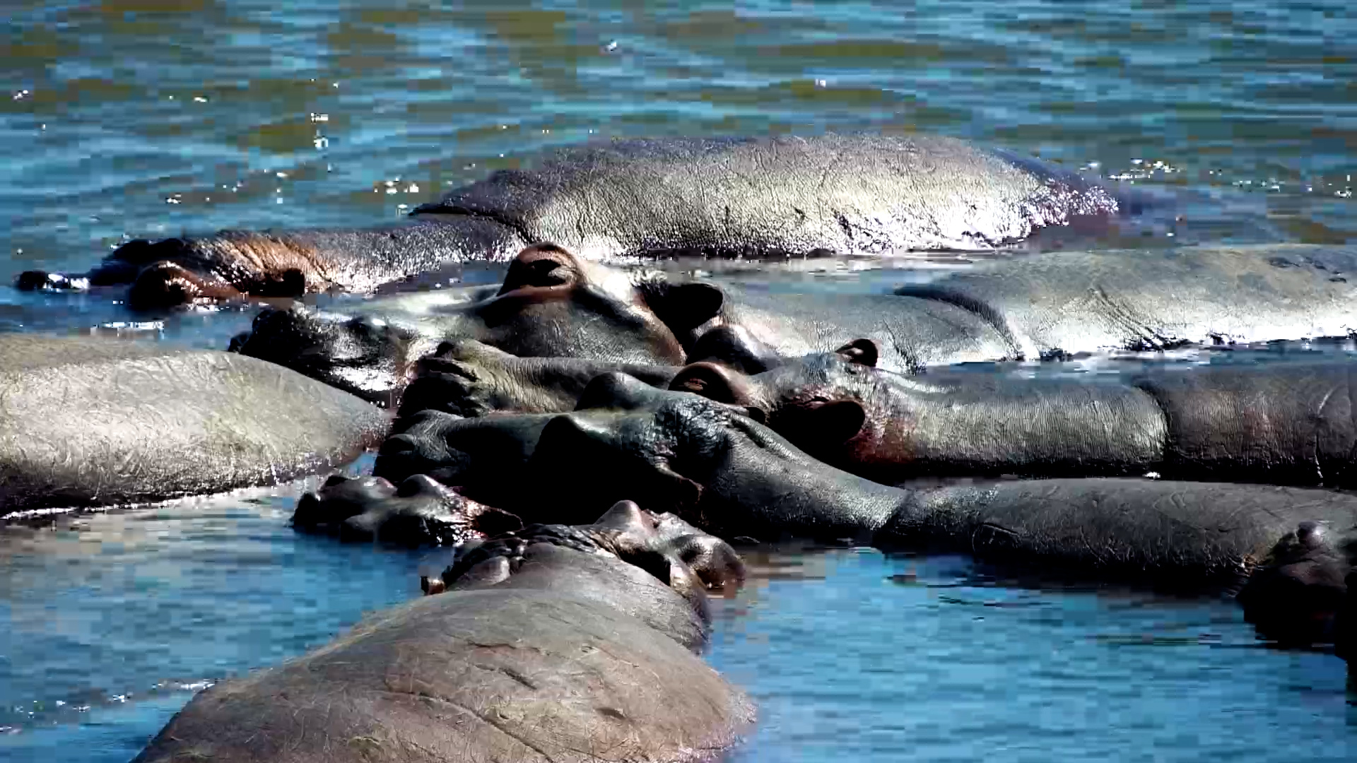 Hippos Sleeping in the Zambezi