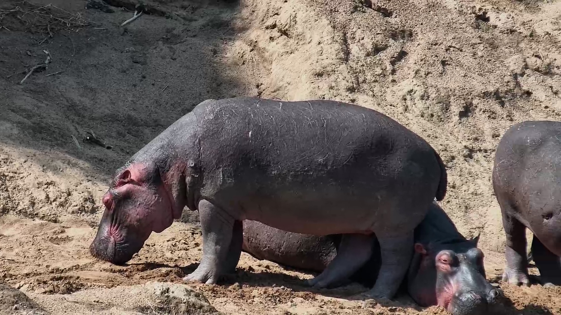 Hippos Nap in the Sun Beside the Mara River