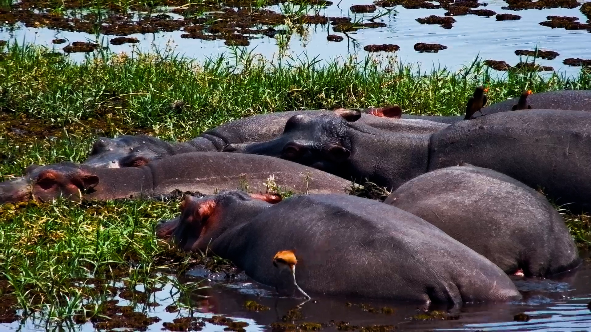 Hippos Snooze While Jacanas Walk Over Them!