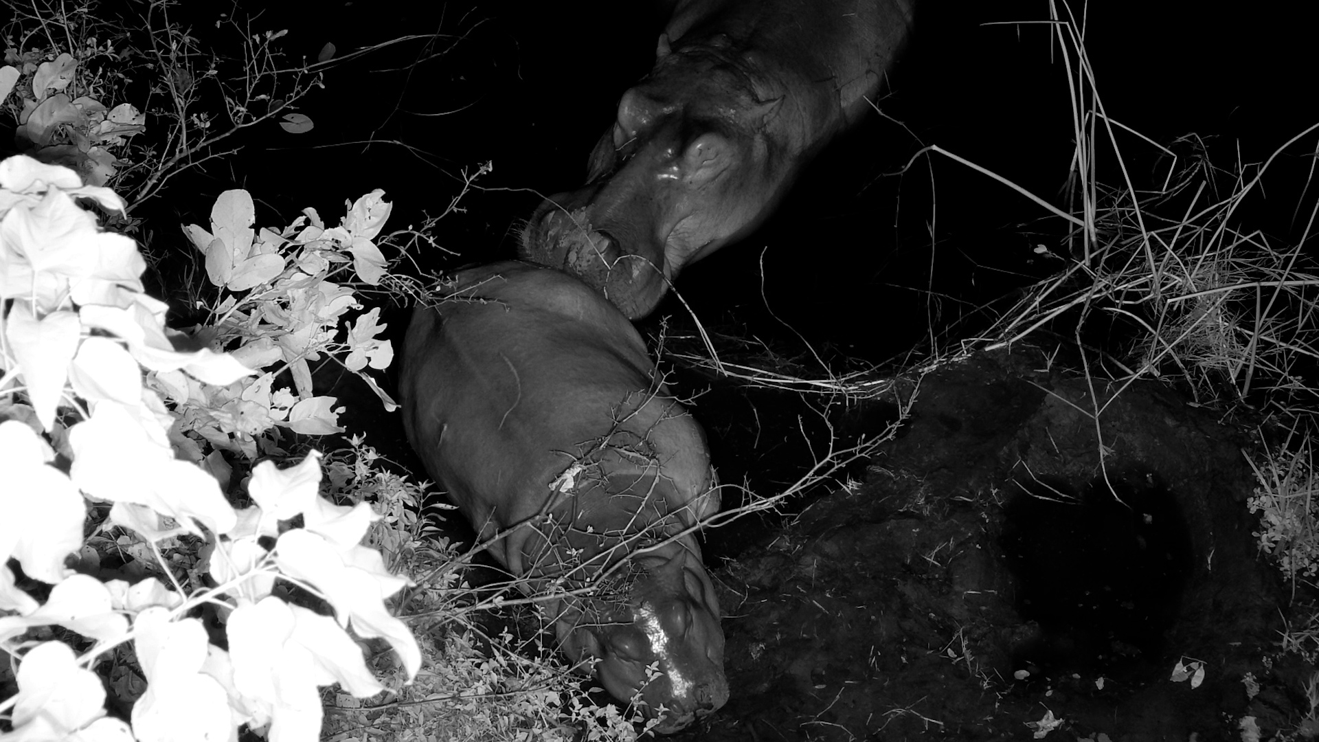 Africa After Dark Gets Extra Cute With These Hippos