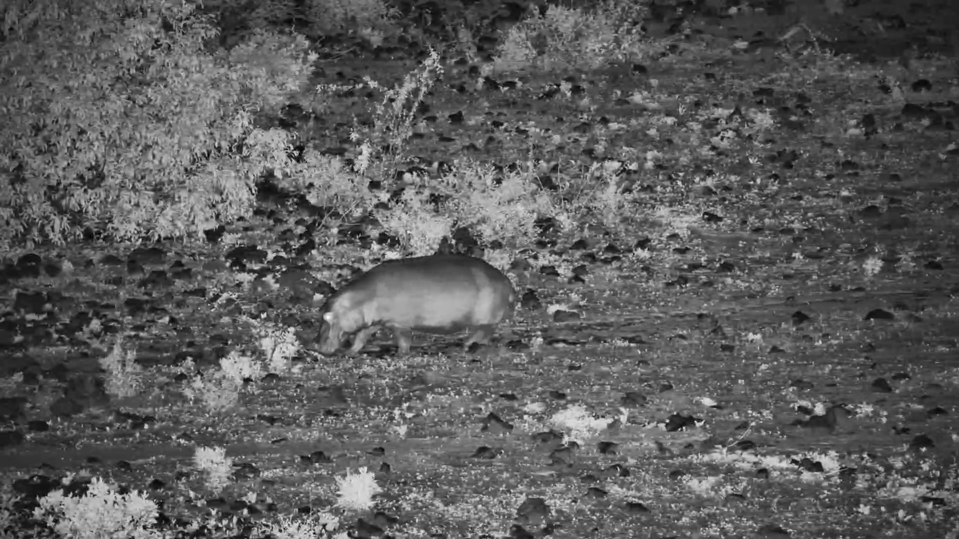 Hippo's Stroll Through Finch Hattons at Night
