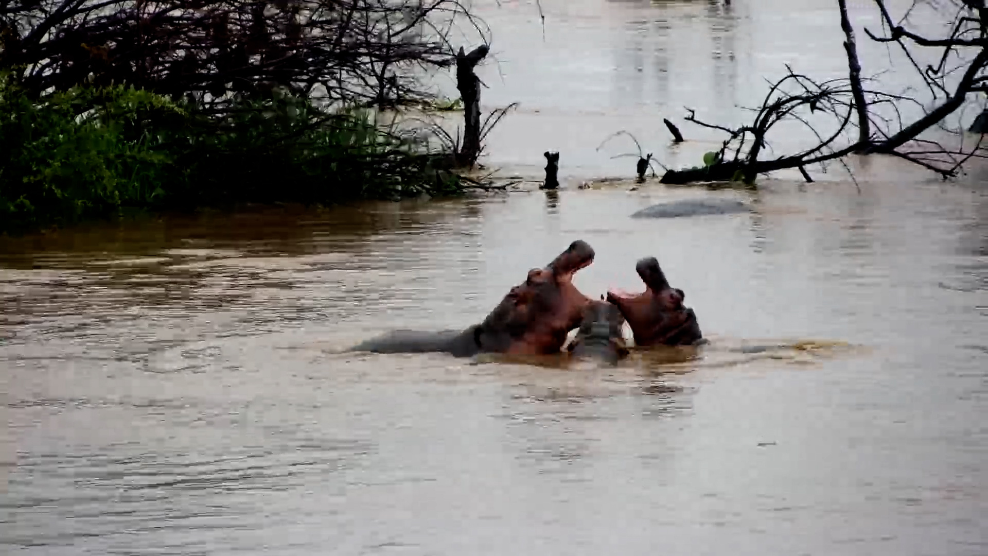 Hippos Playing in the Zambezi River