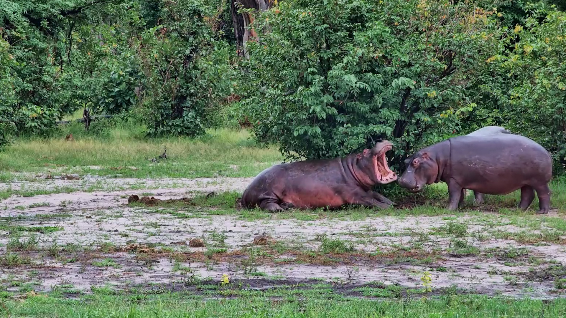 Hippos Having a Loud Conversation