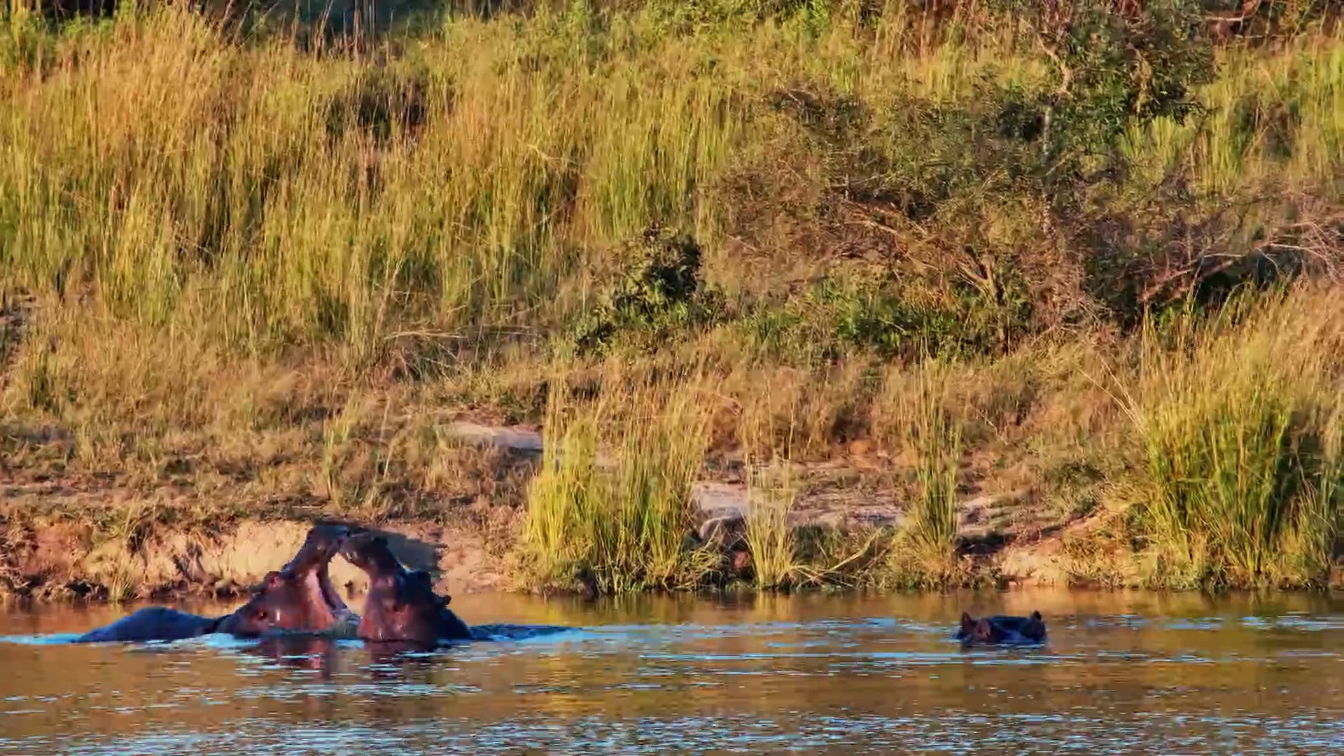 Hippos Living the Good Life