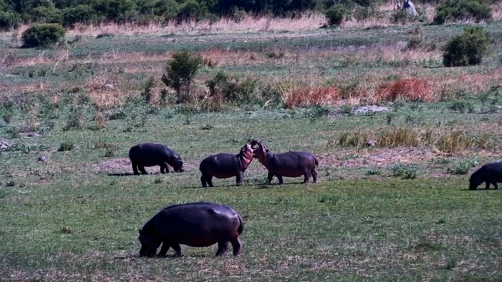 Playful Hippo Squabble at The Basin
