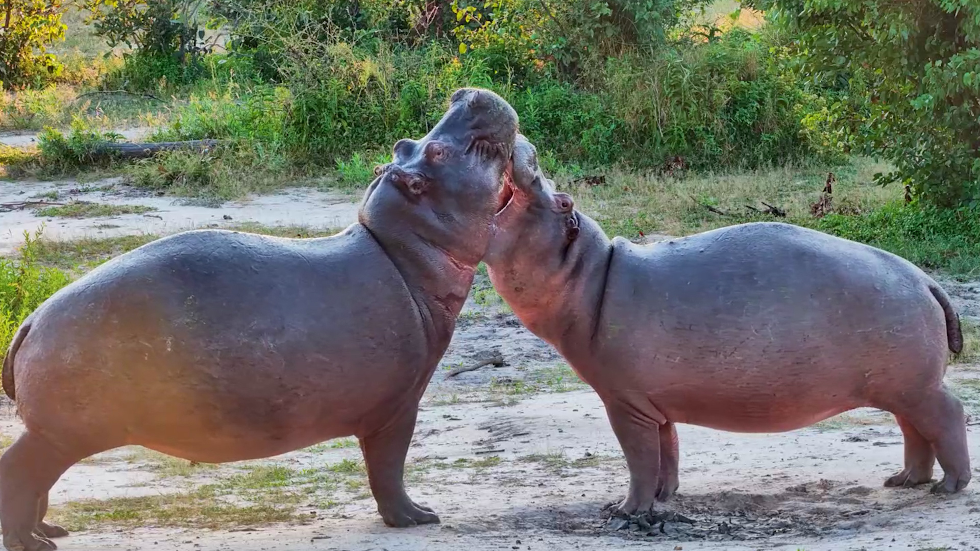Hippos Size Each Other Up!
