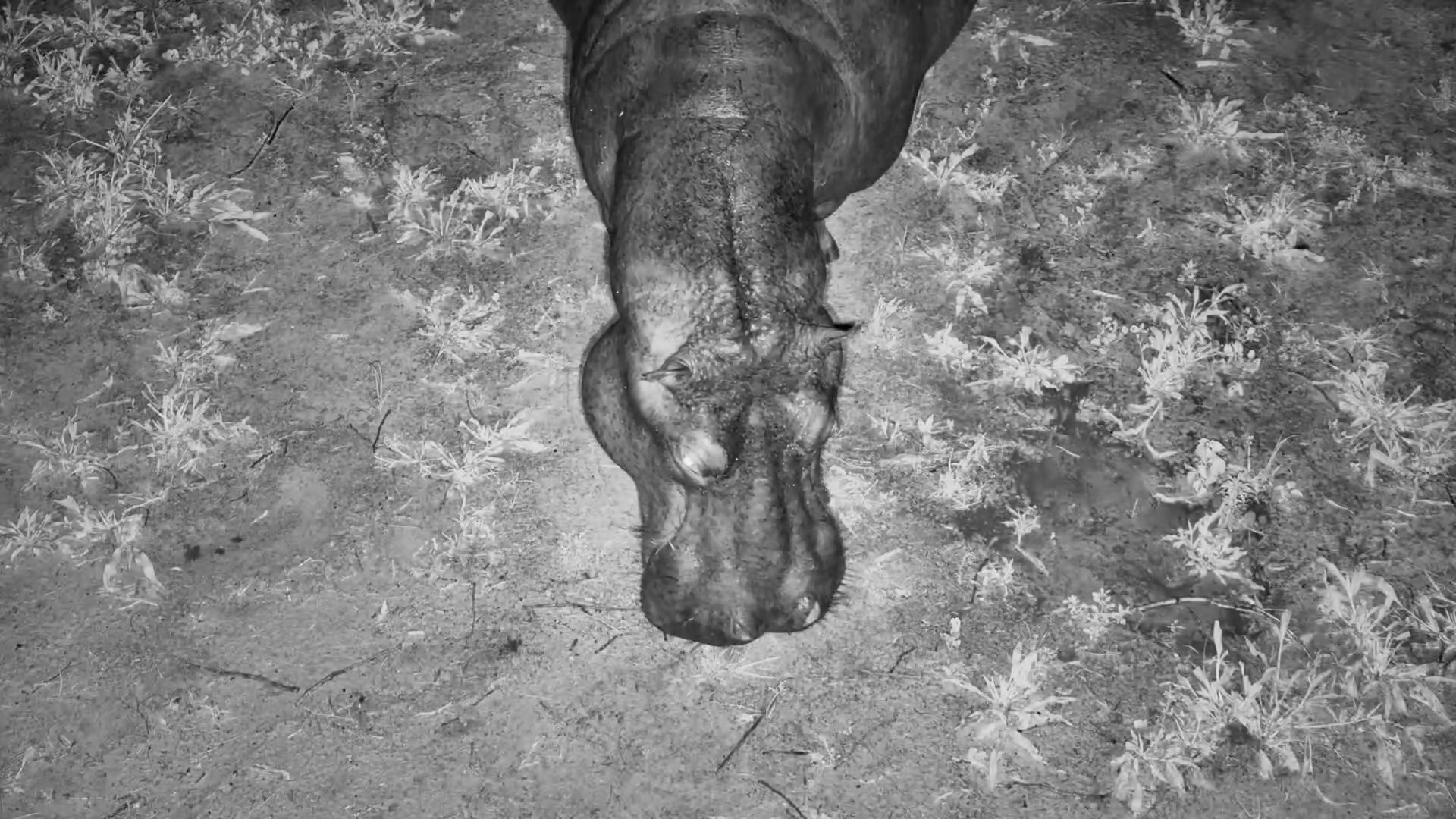 Hippo Grazing Up Close