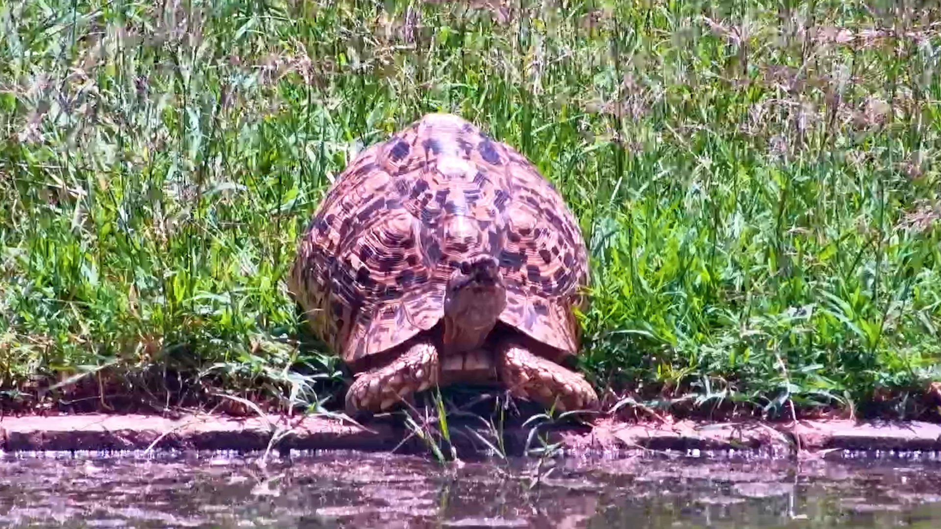 Leopard Tortoise’s Refreshing Sip
