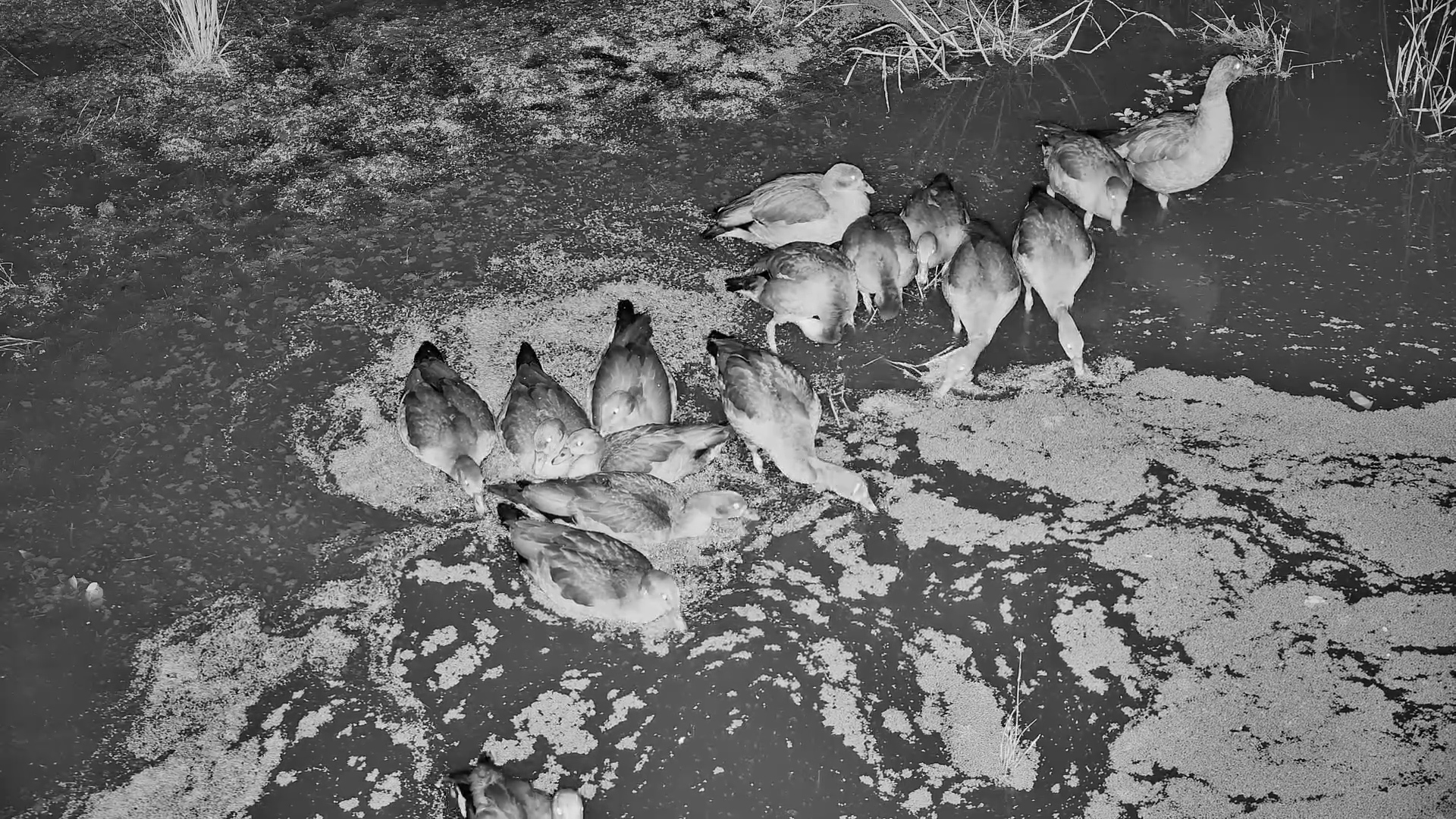 Night Time Family Dinner