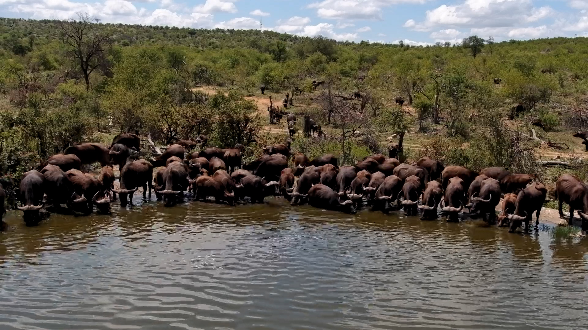 Buffalo Swarm Rosie’s Pan as Hippo Stands Ground