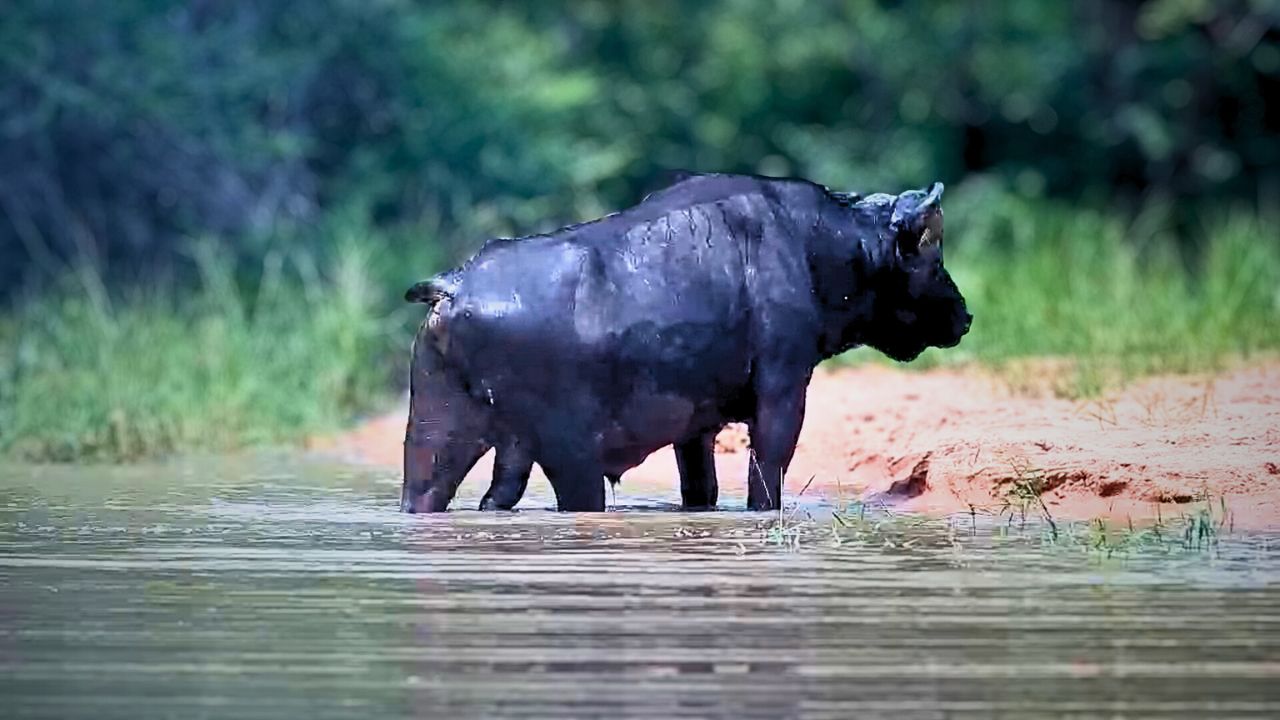 Buffalo Bull Leaves the Water