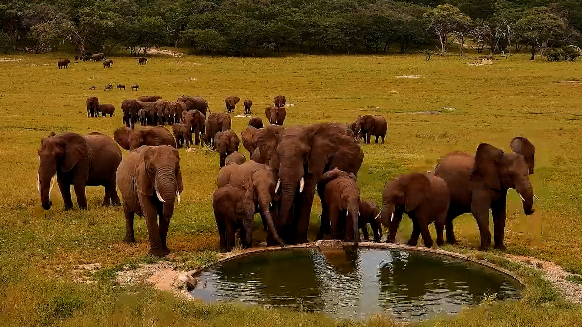 Elephants Dominate Hwange Waterhole
