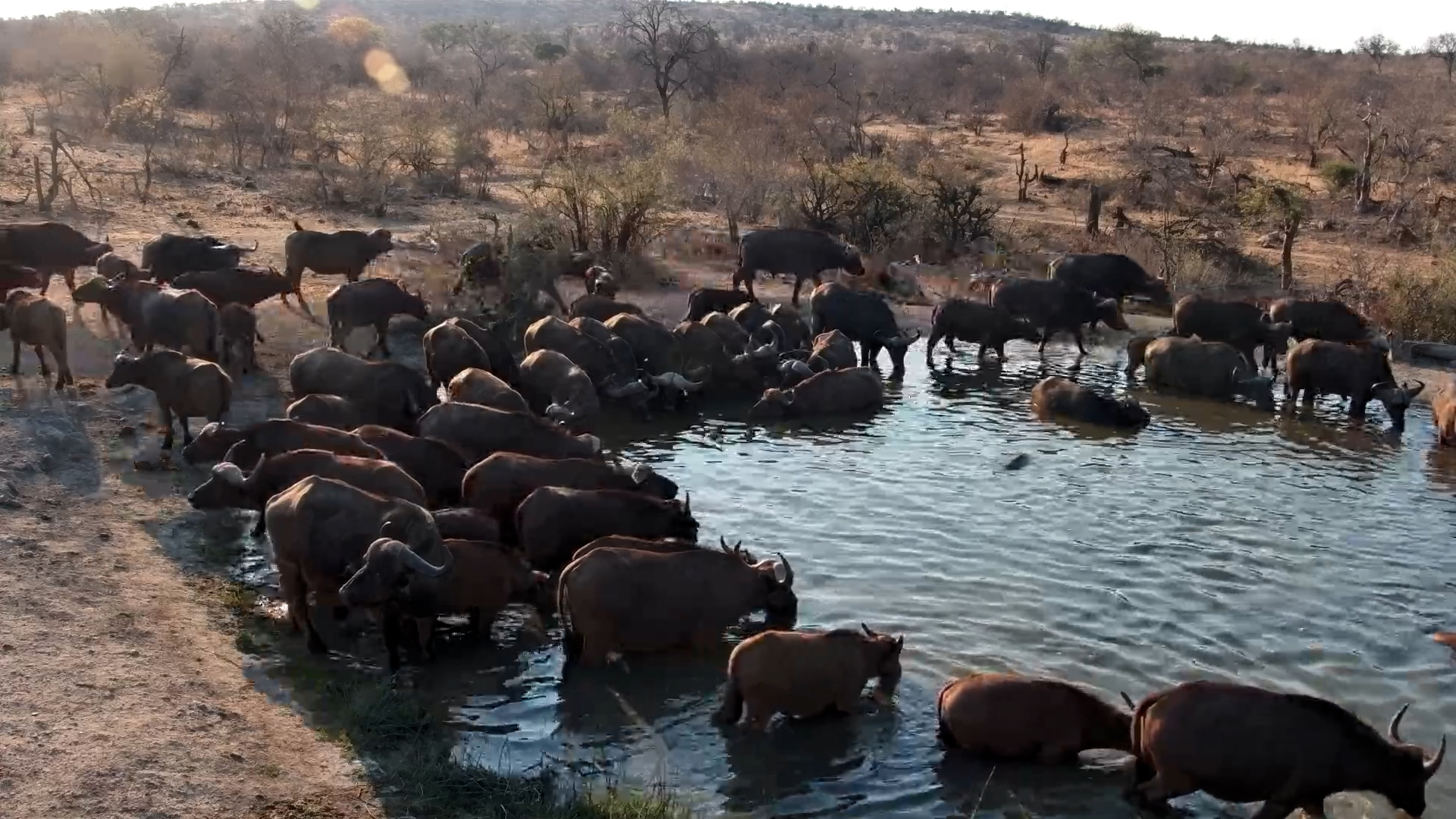 Buffalo Take Over Rosie’s Pan While Hippo Lies Low
