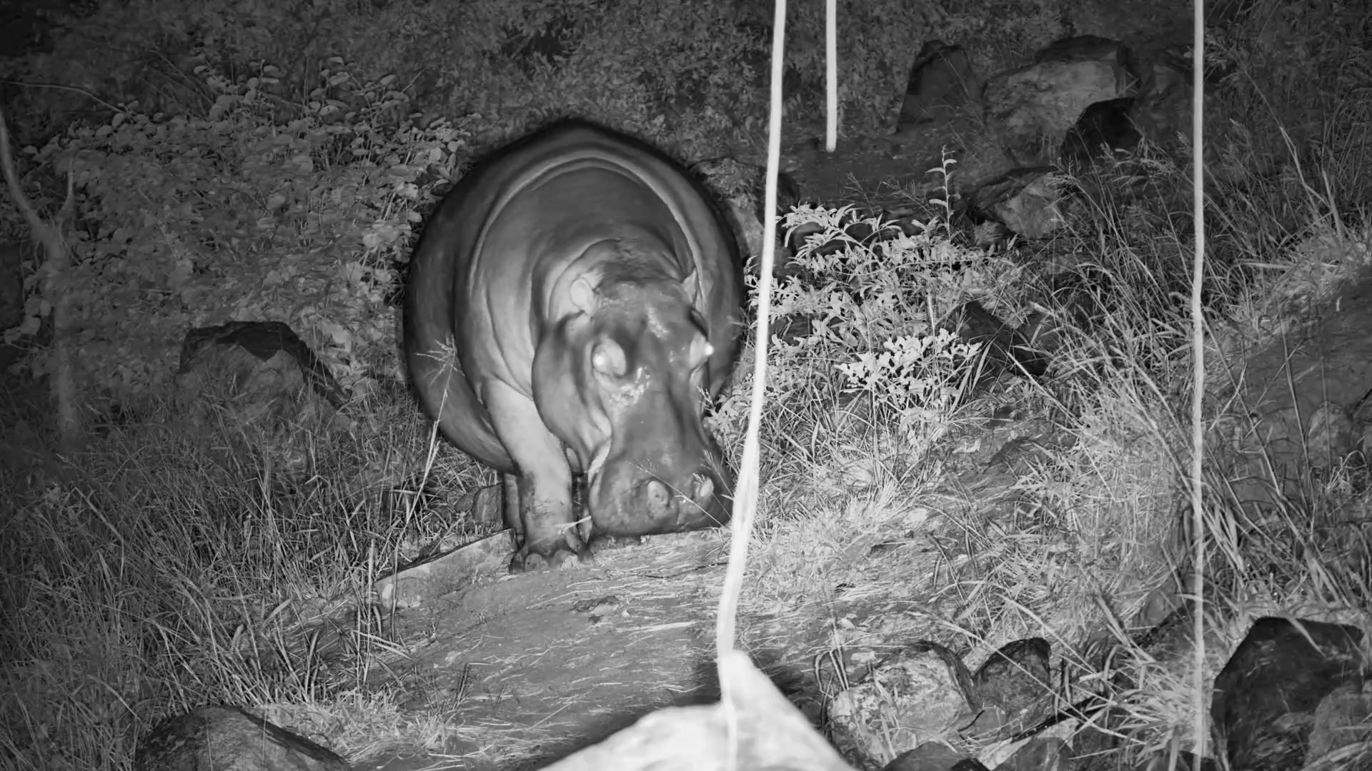 Big Steps, Bigger Appetite - Hippo at Night