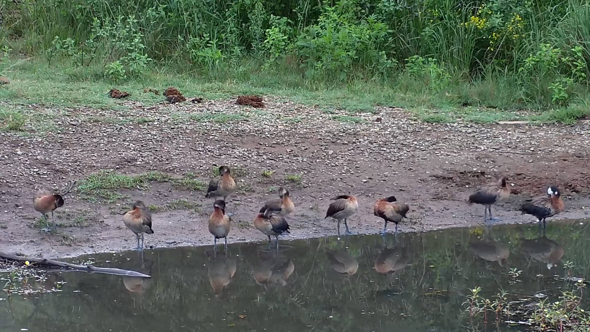 Whistling Ducks Preen Together