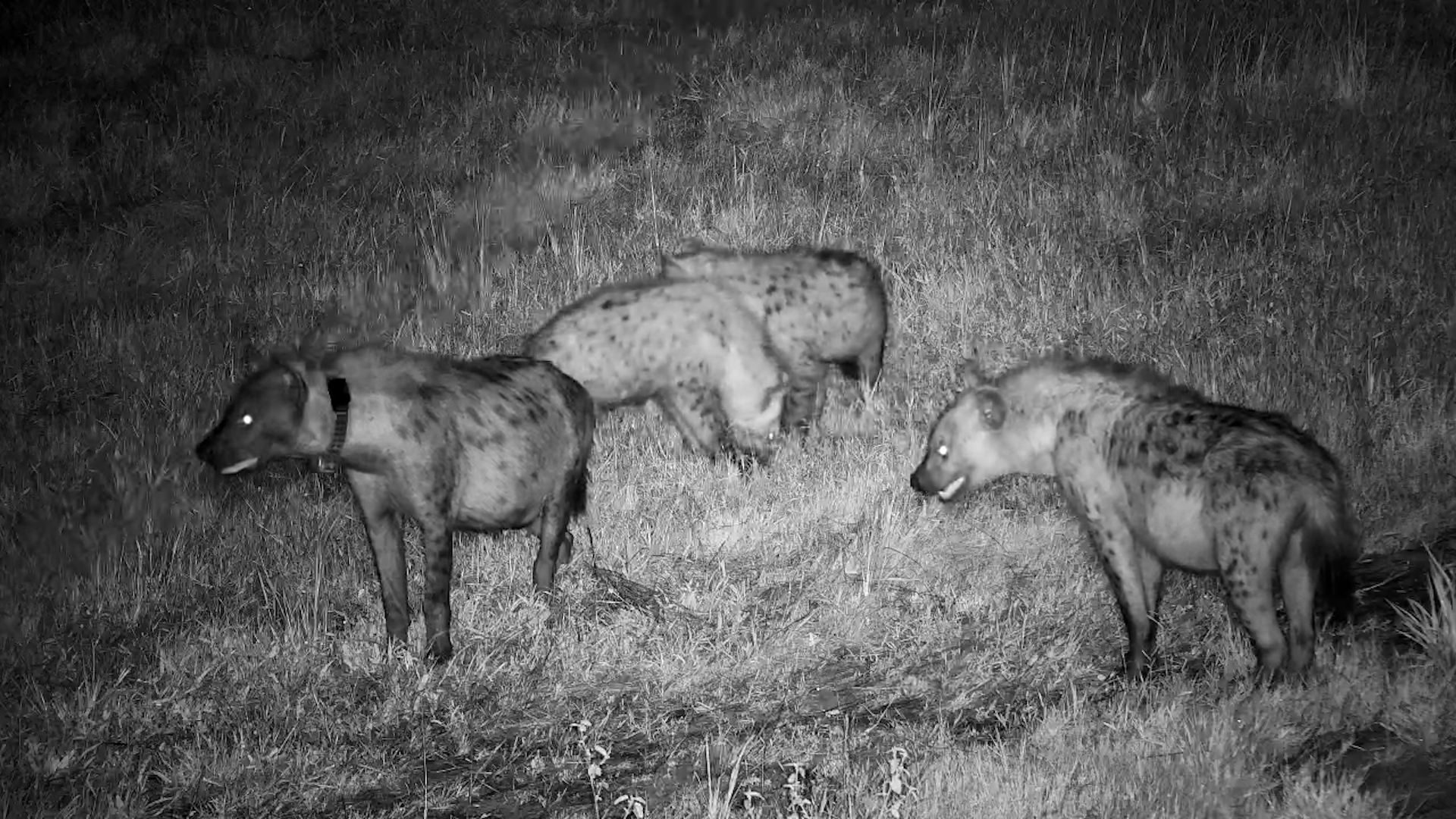 Hyena Clan Feeds at Nkorho Waterhole