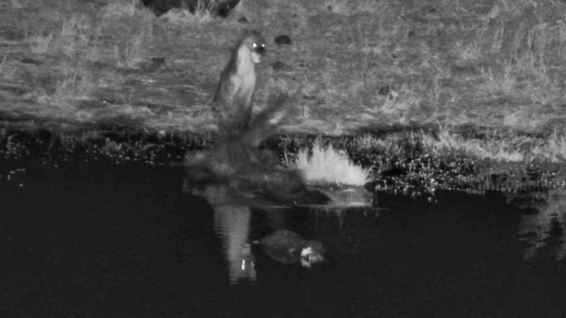 The Crocodile Was Waiting the Entire Time