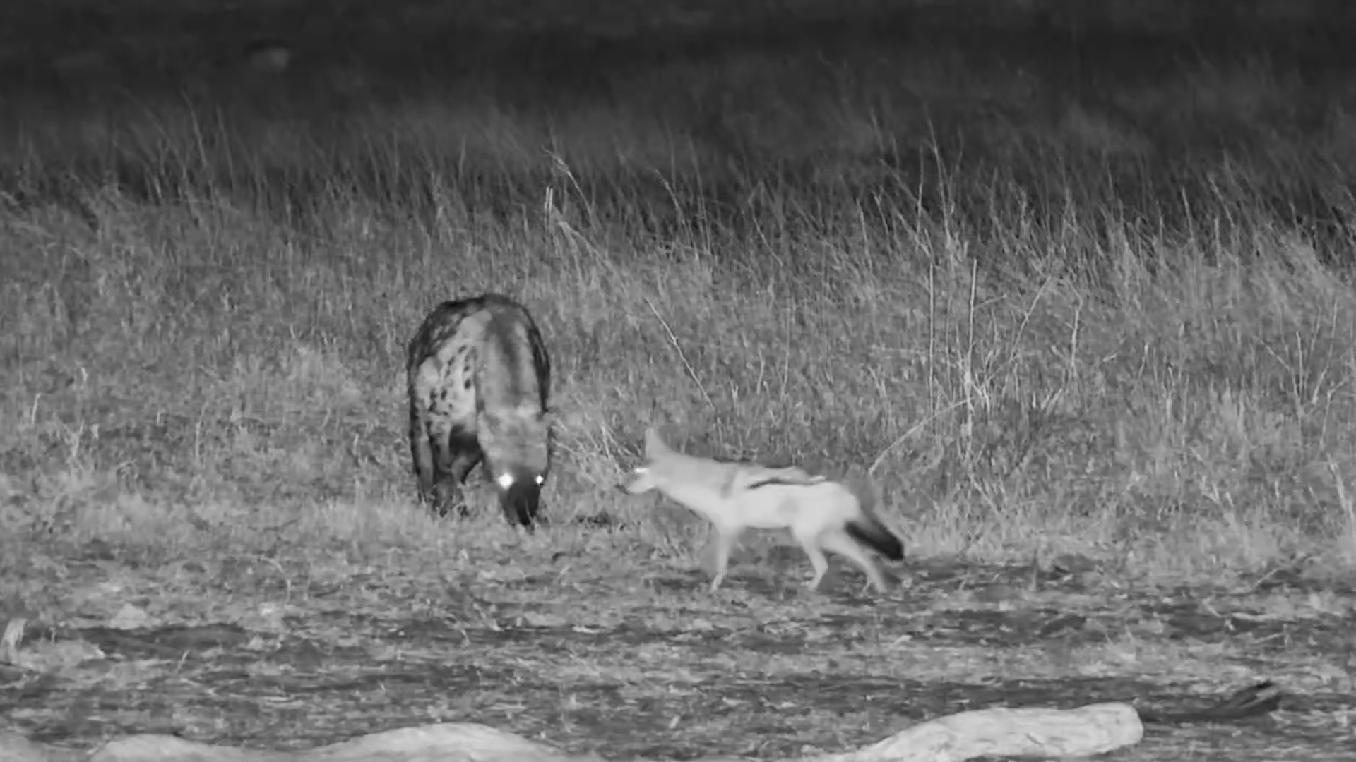 Spotted Hyena Steals the Lion Leftovers From the Jackals!