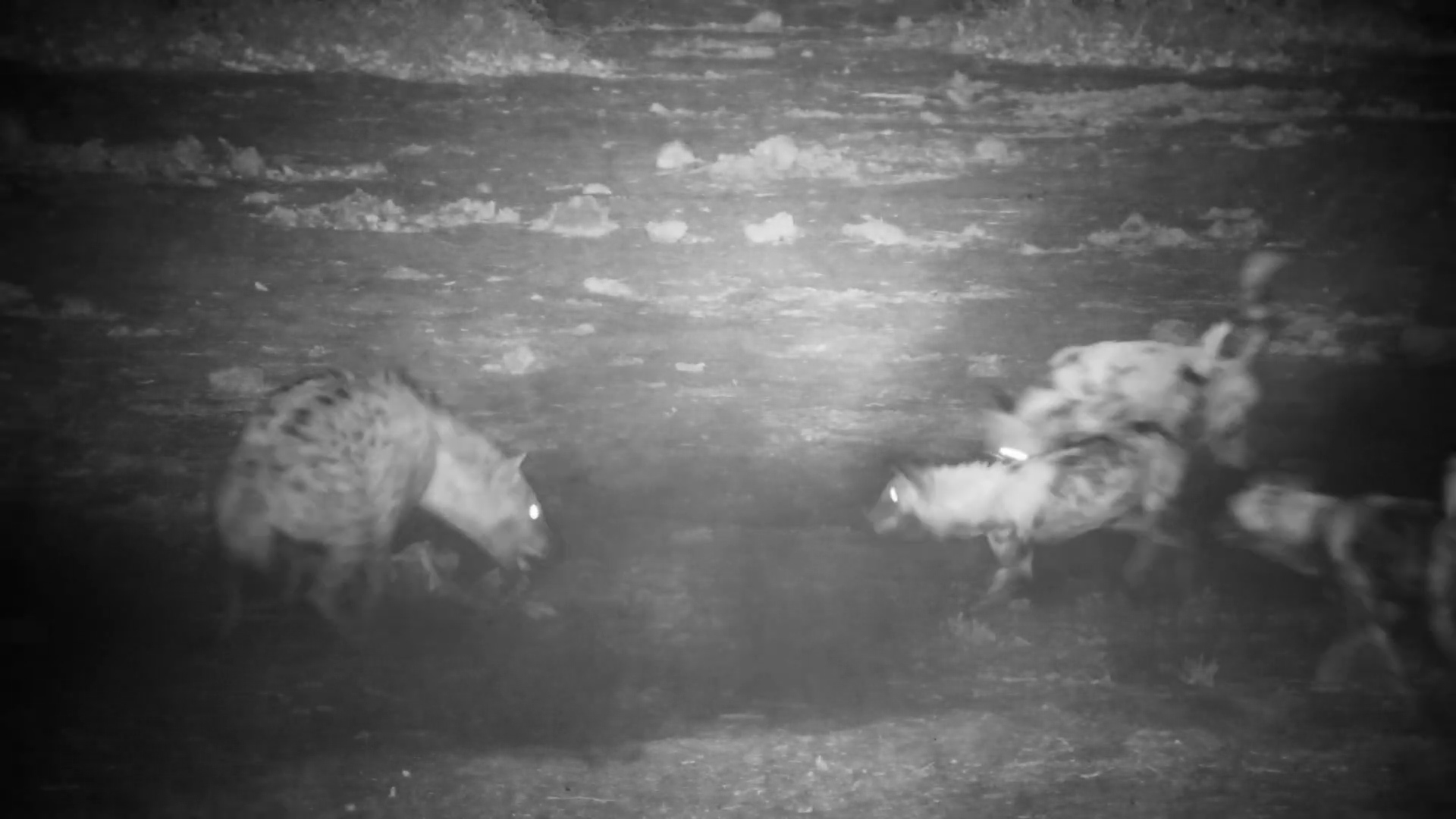 Hyena vs Wild Dogs Fight Over Carcass!