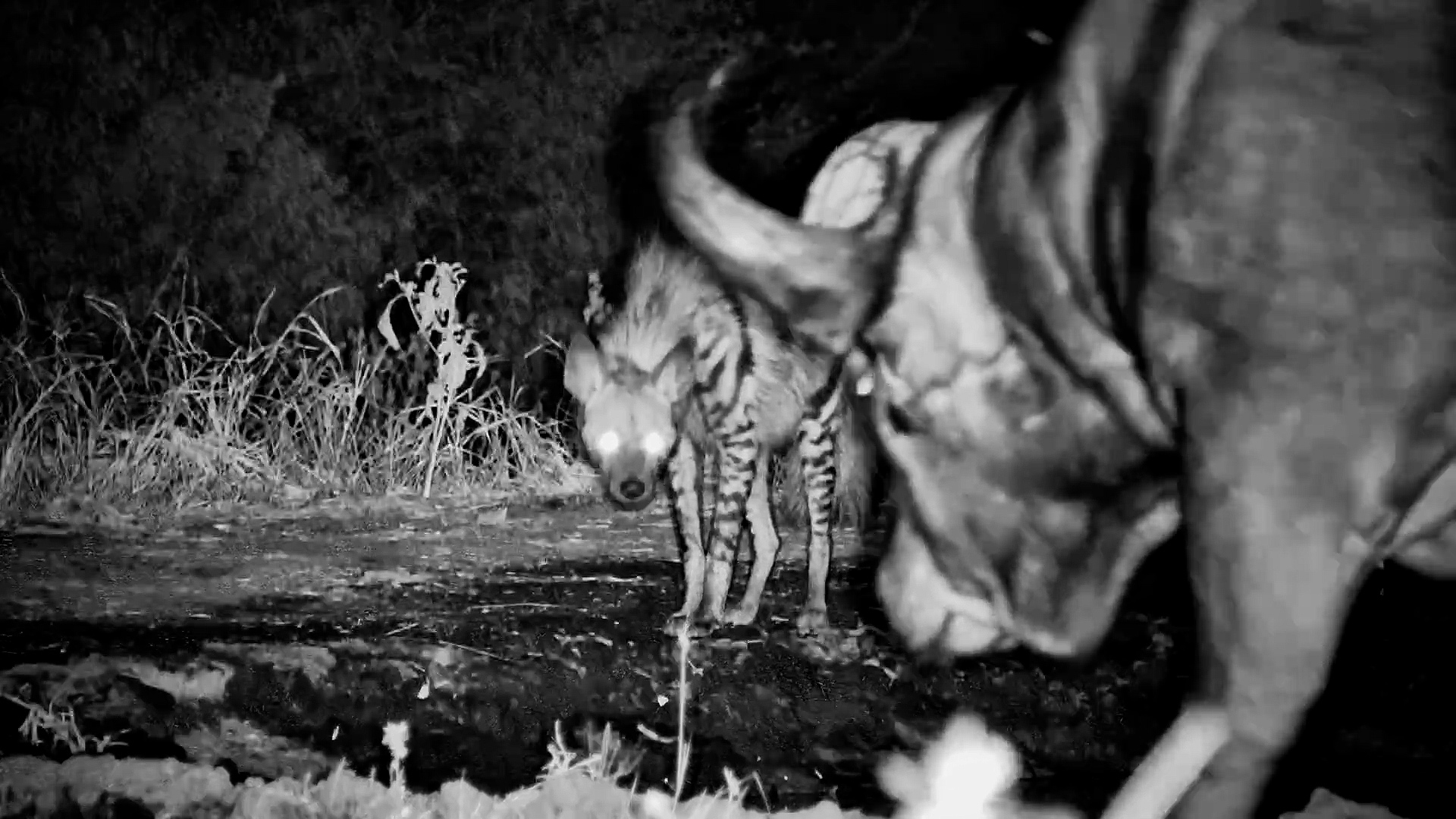 Striped Hyena Didn't Get Much Peace